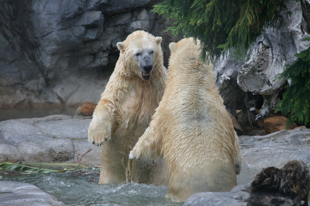 Polar Bears playing