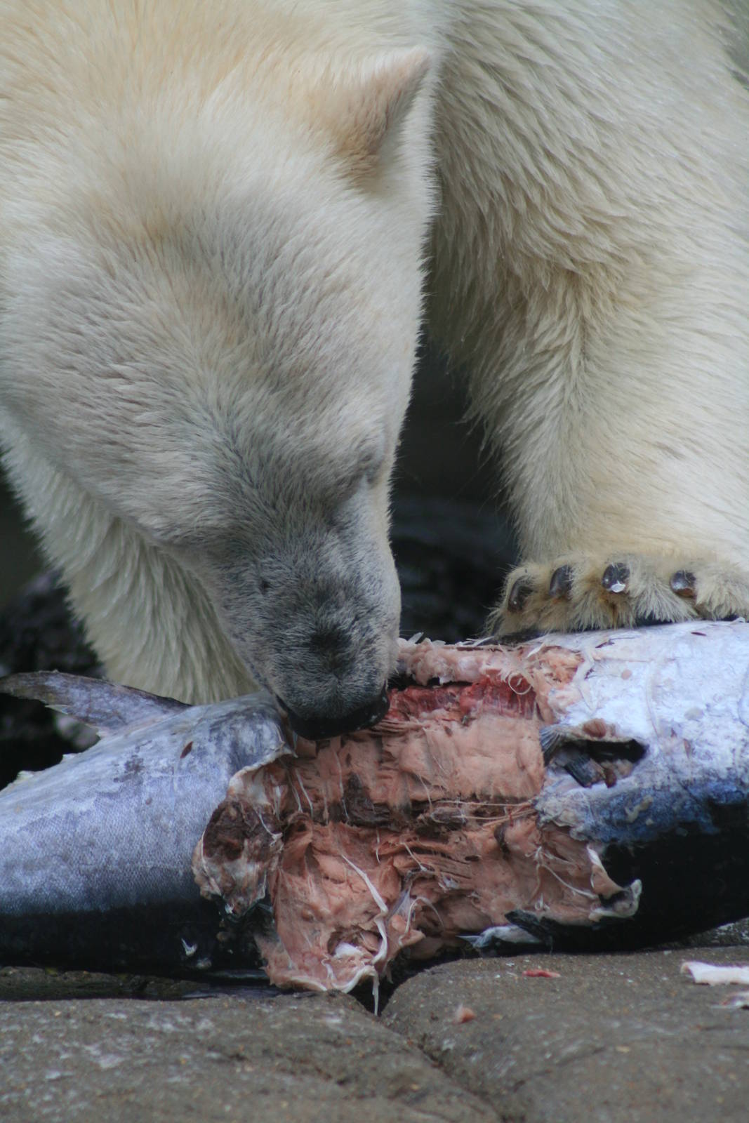 polar bears sea world