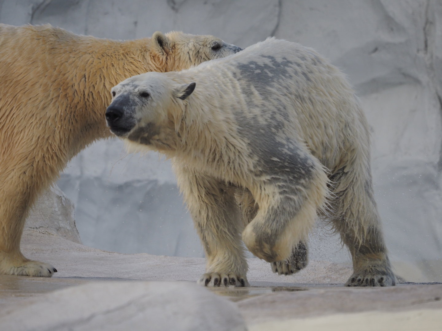 Polar bears Suka and Astra 2