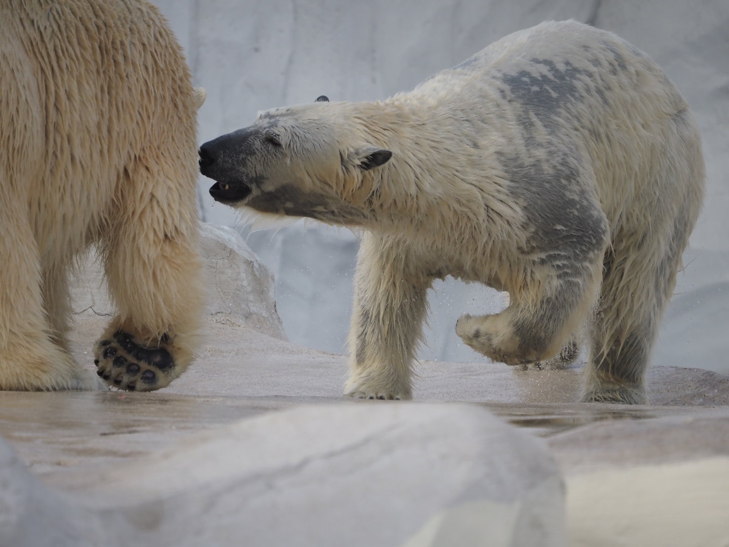 Polar bears Suka and Astra