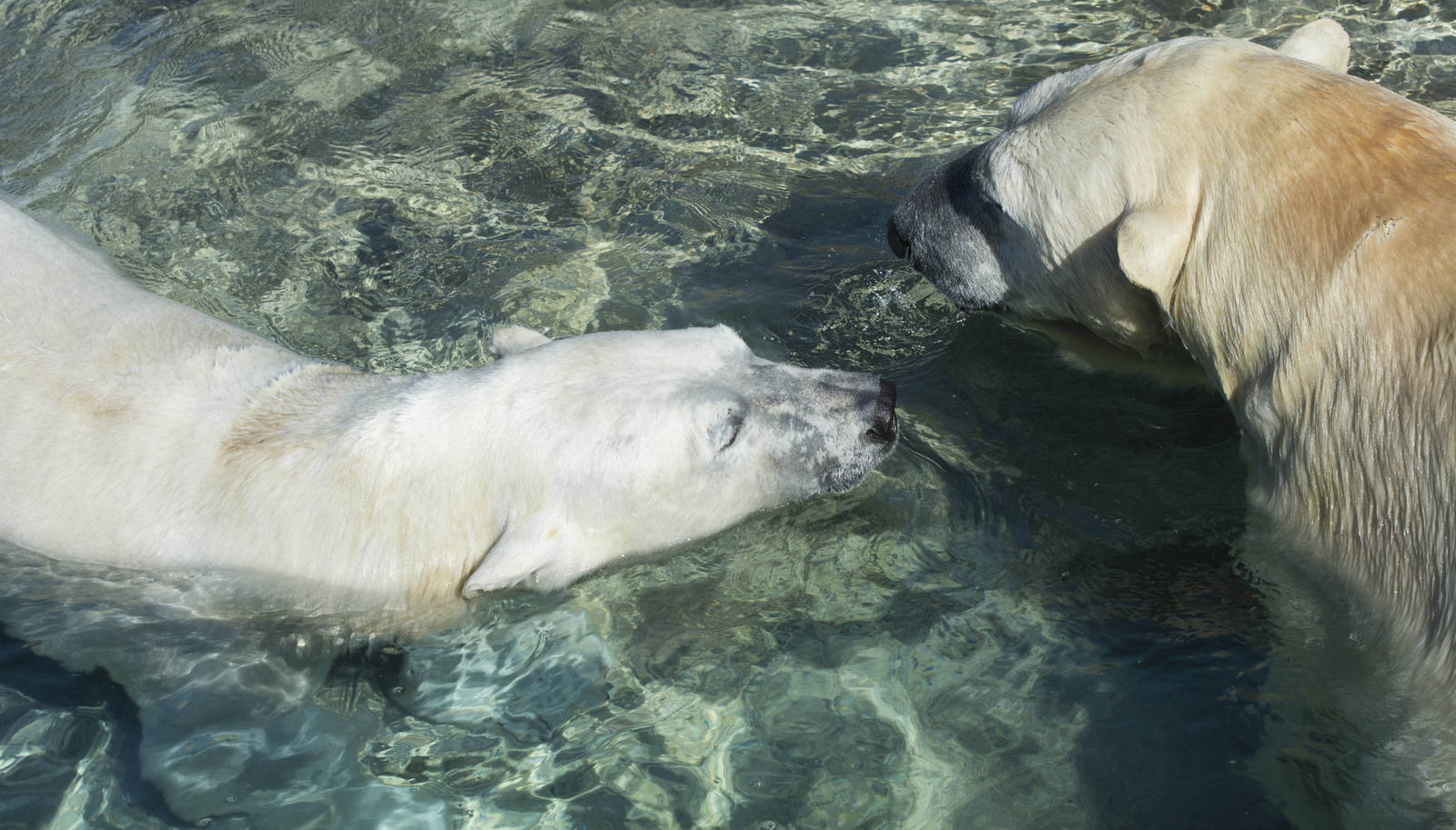 Polar Bears swimming