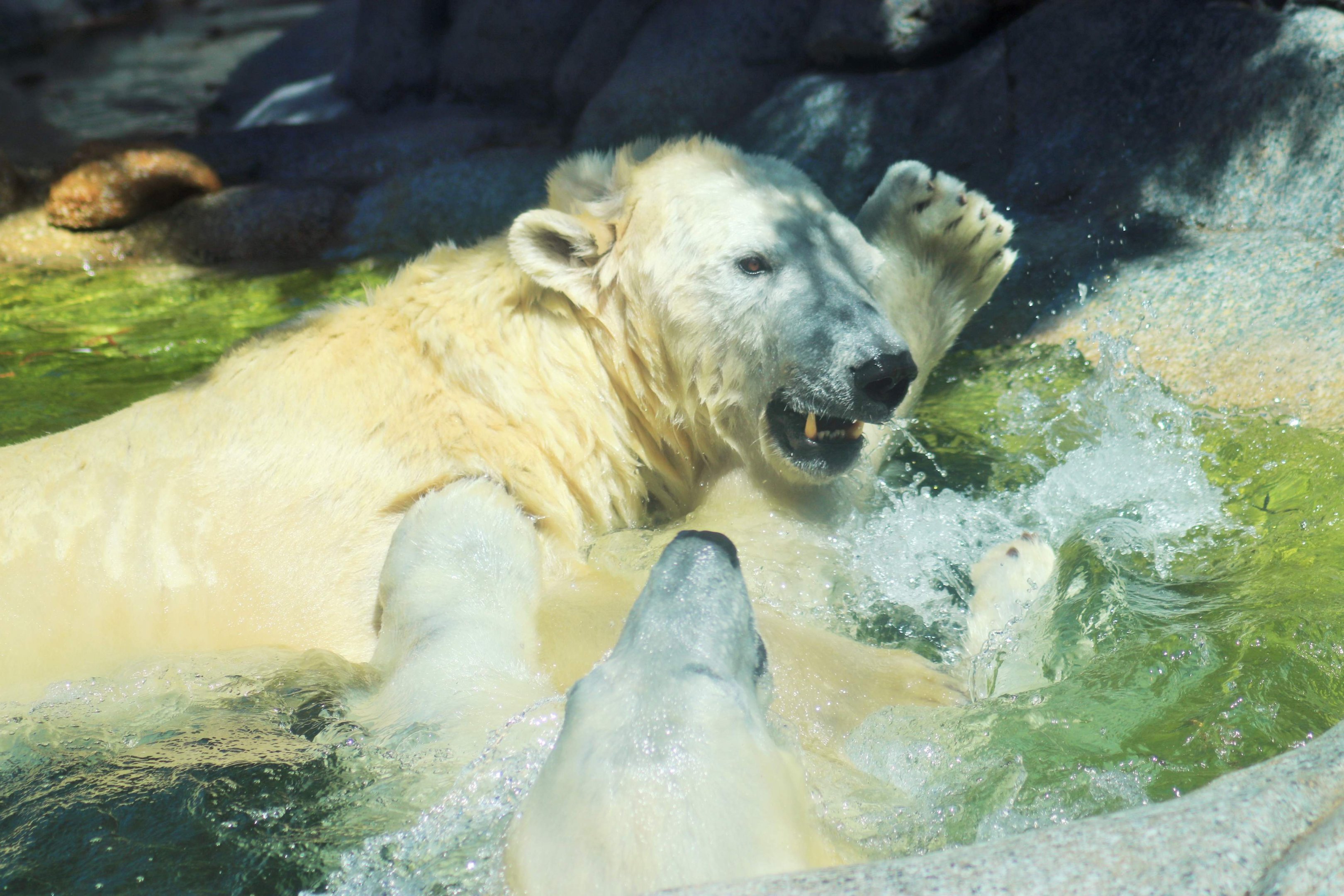 Polar Bears (Ursus maritimus)