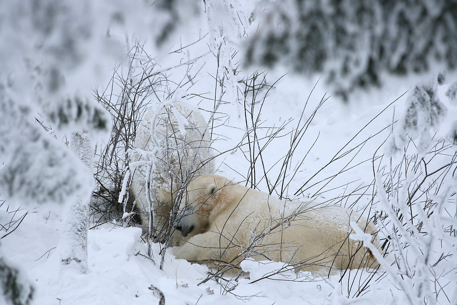 Polar bears (Ursus maritimus)