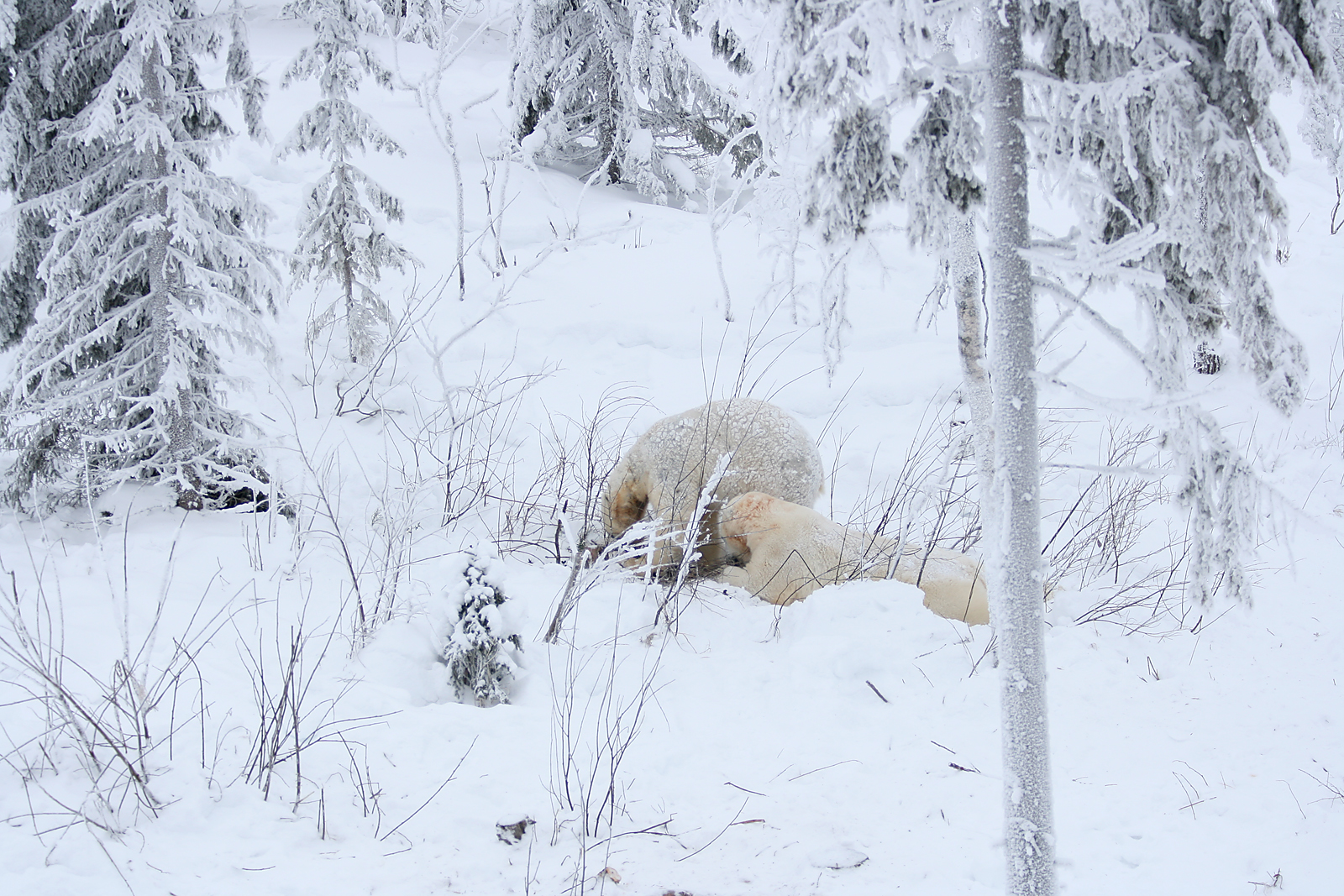 Polar bears (Ursus maritimus)