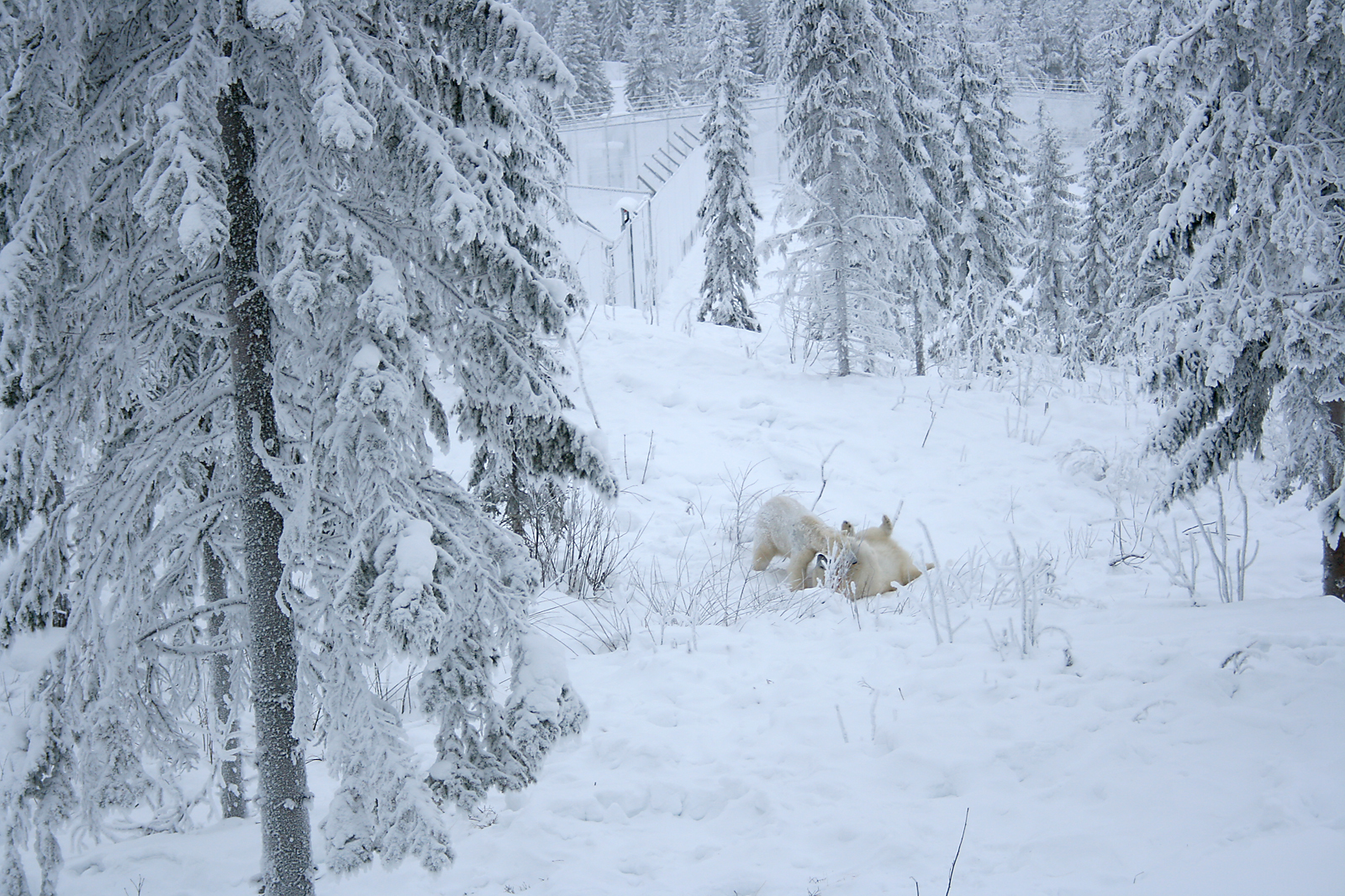 Polar bears (Ursus maritimus)