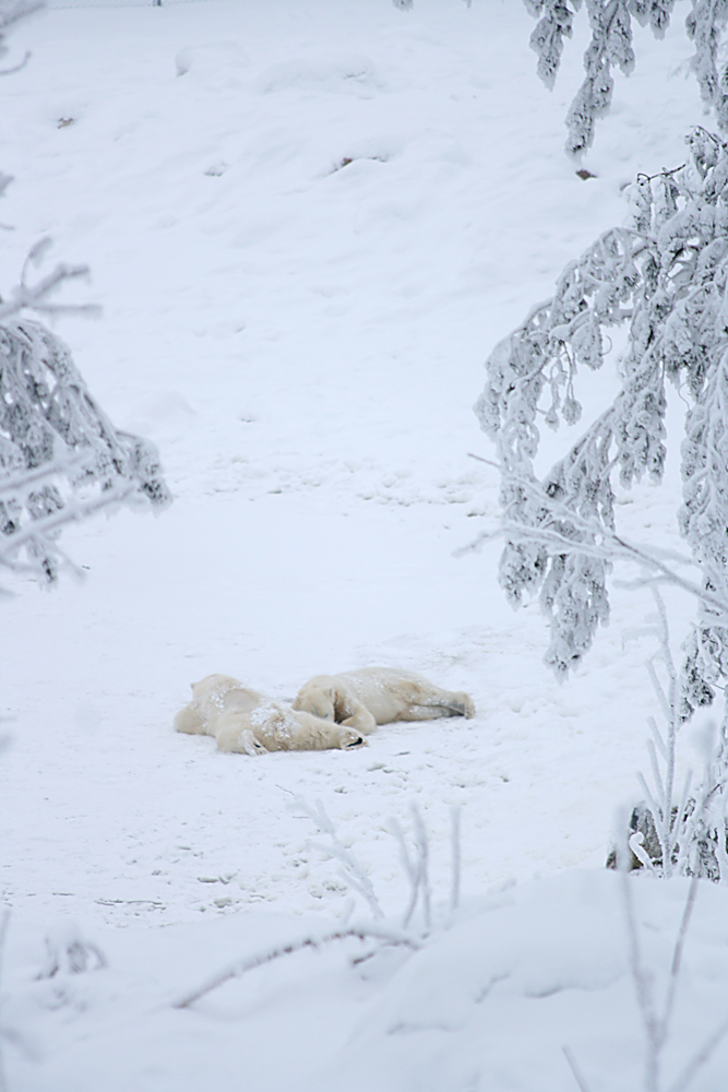 Polar bears (Ursus maritimus)
