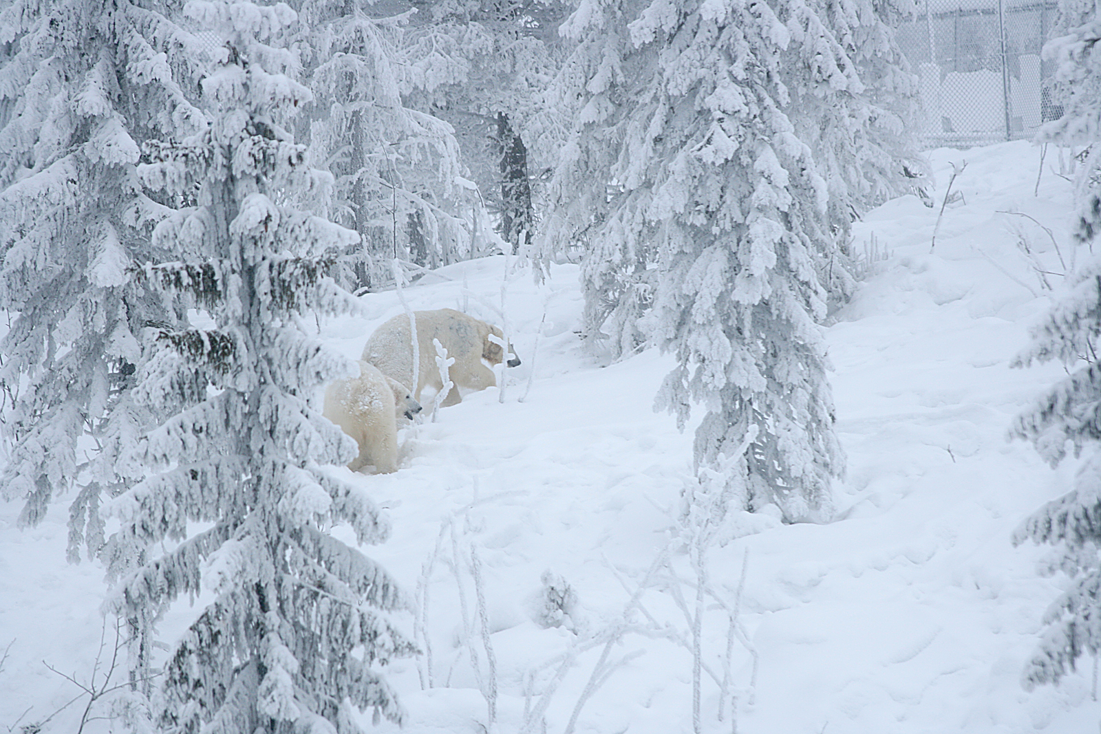 Polar bears (Ursus maritimus)