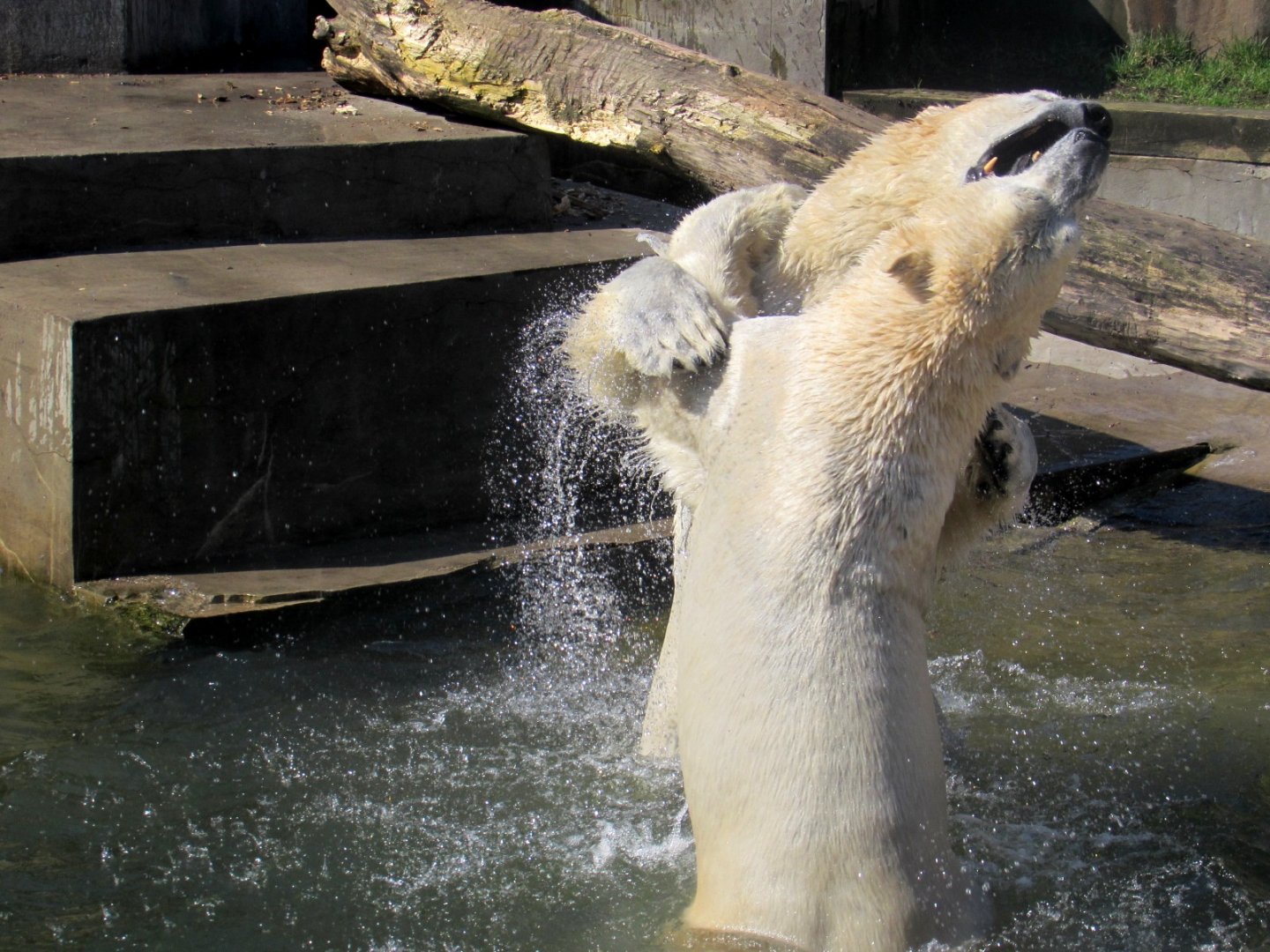 Polar Bears water wrestle