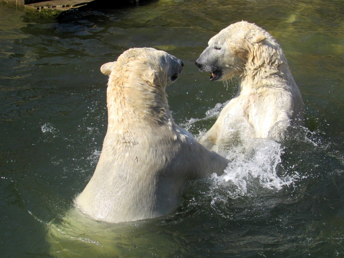 Polar Bears water wrestle