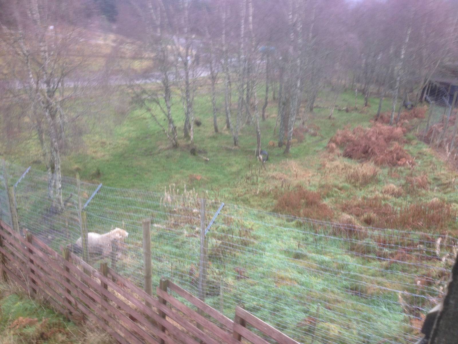 Polar bears were separated, this is the smaller holding enclosure
