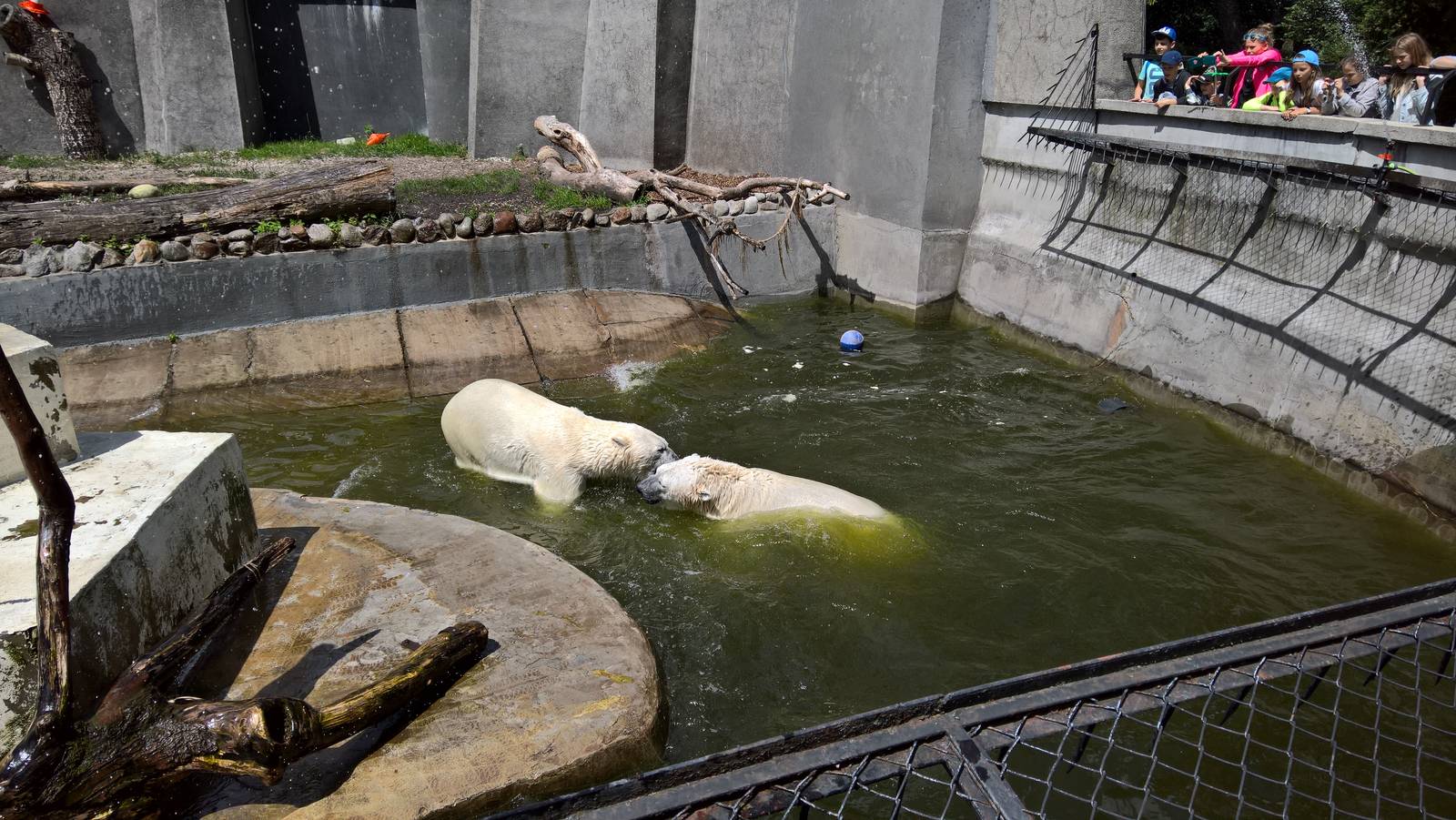Polar bears wrestling