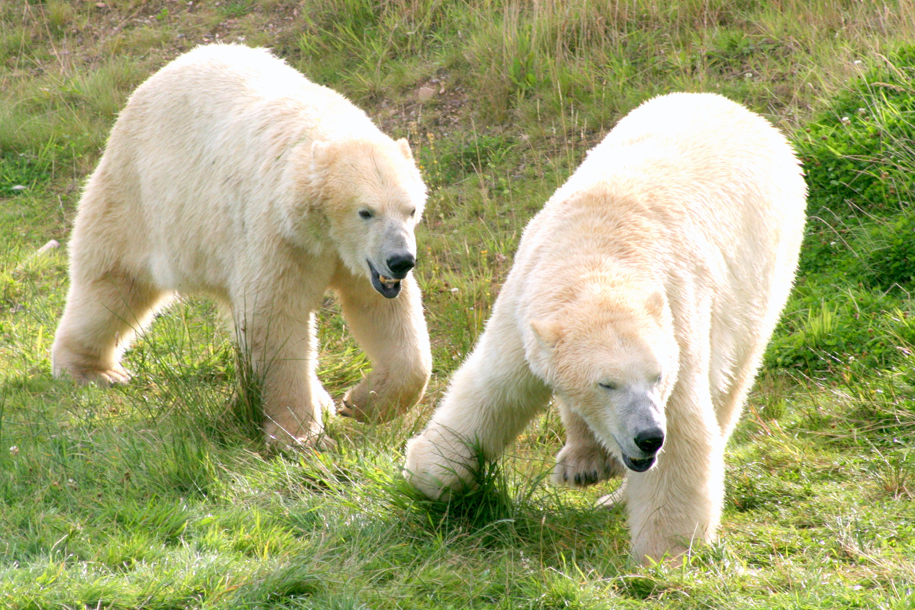 Polar bears; Yorkshire Wildlife Park; 19th August 2017
