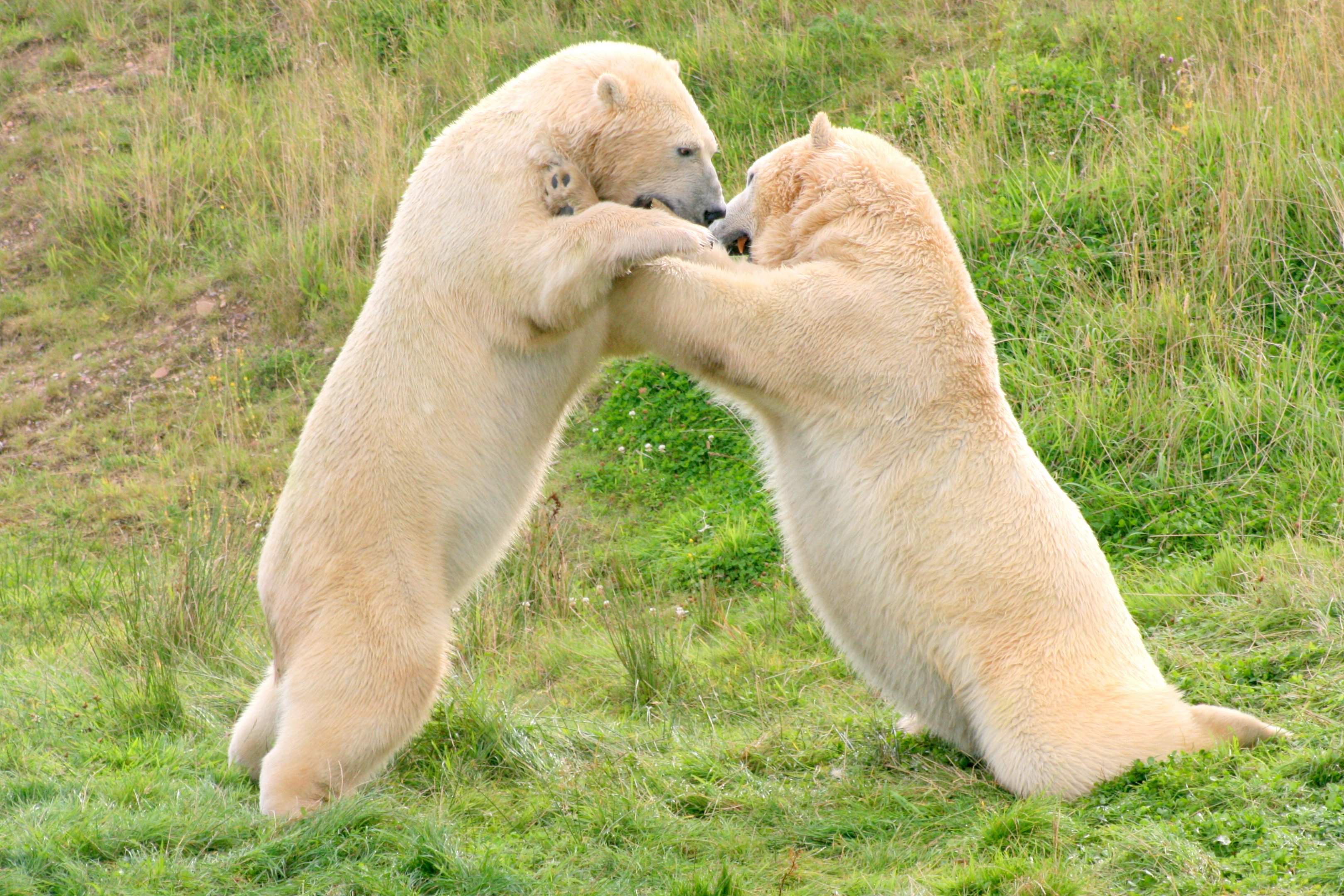 Polar bears; Yorkshire Wildlife Park; 19th August 2017