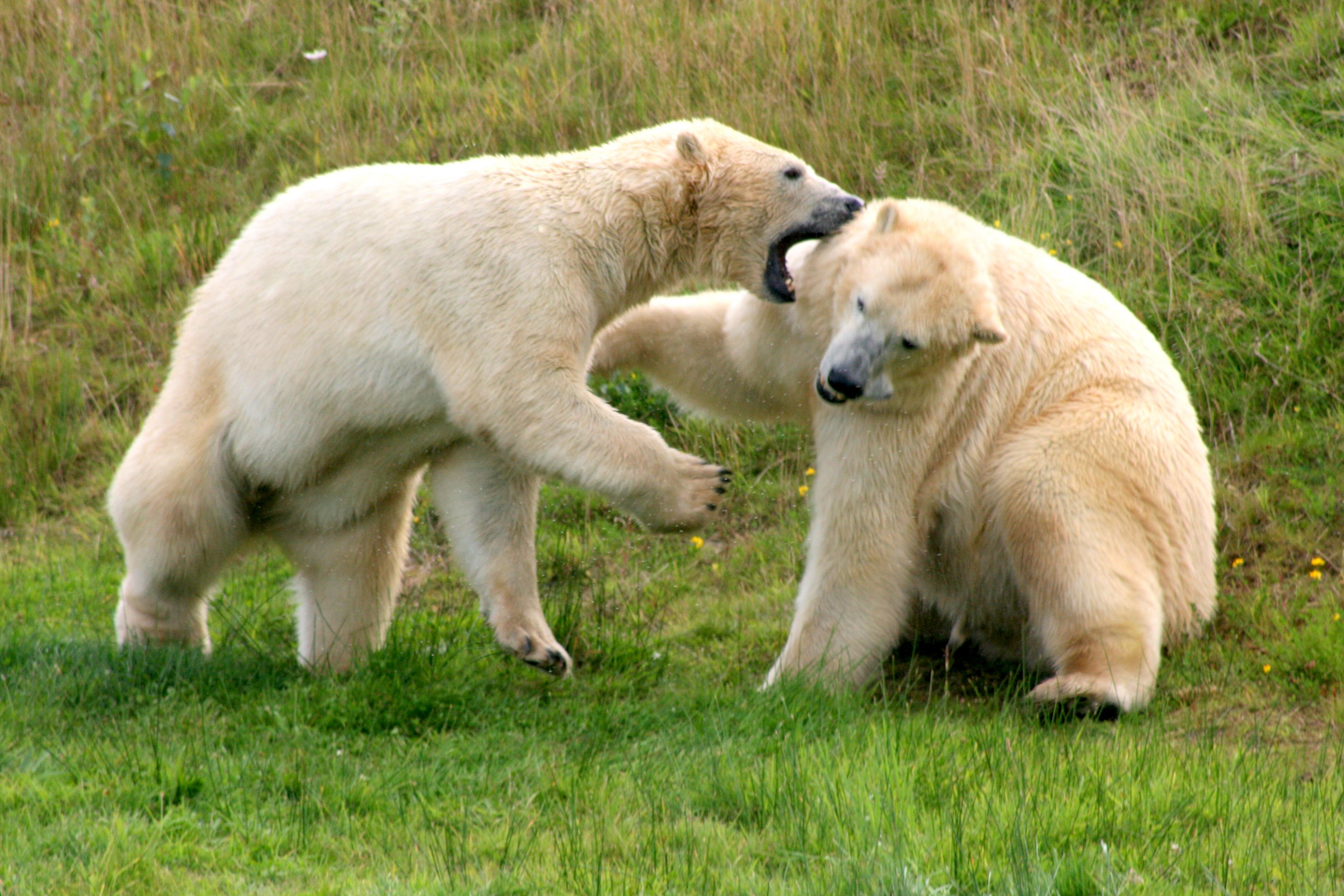 Polar bears; Yorkshire Wildlife Park; 19th August 2017