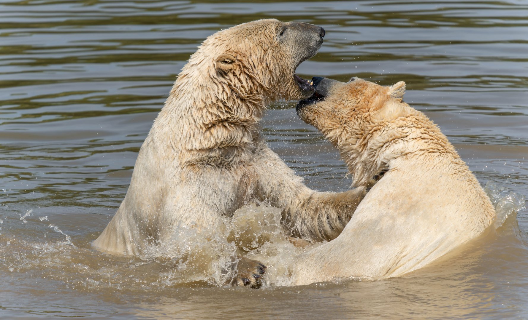 Polar bears, YWP, UK
