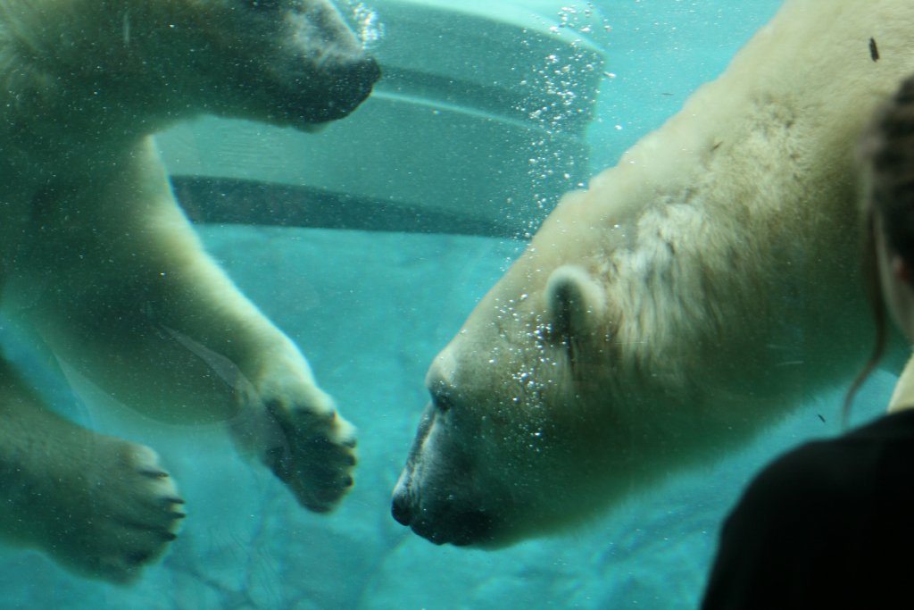 Polar Bears
