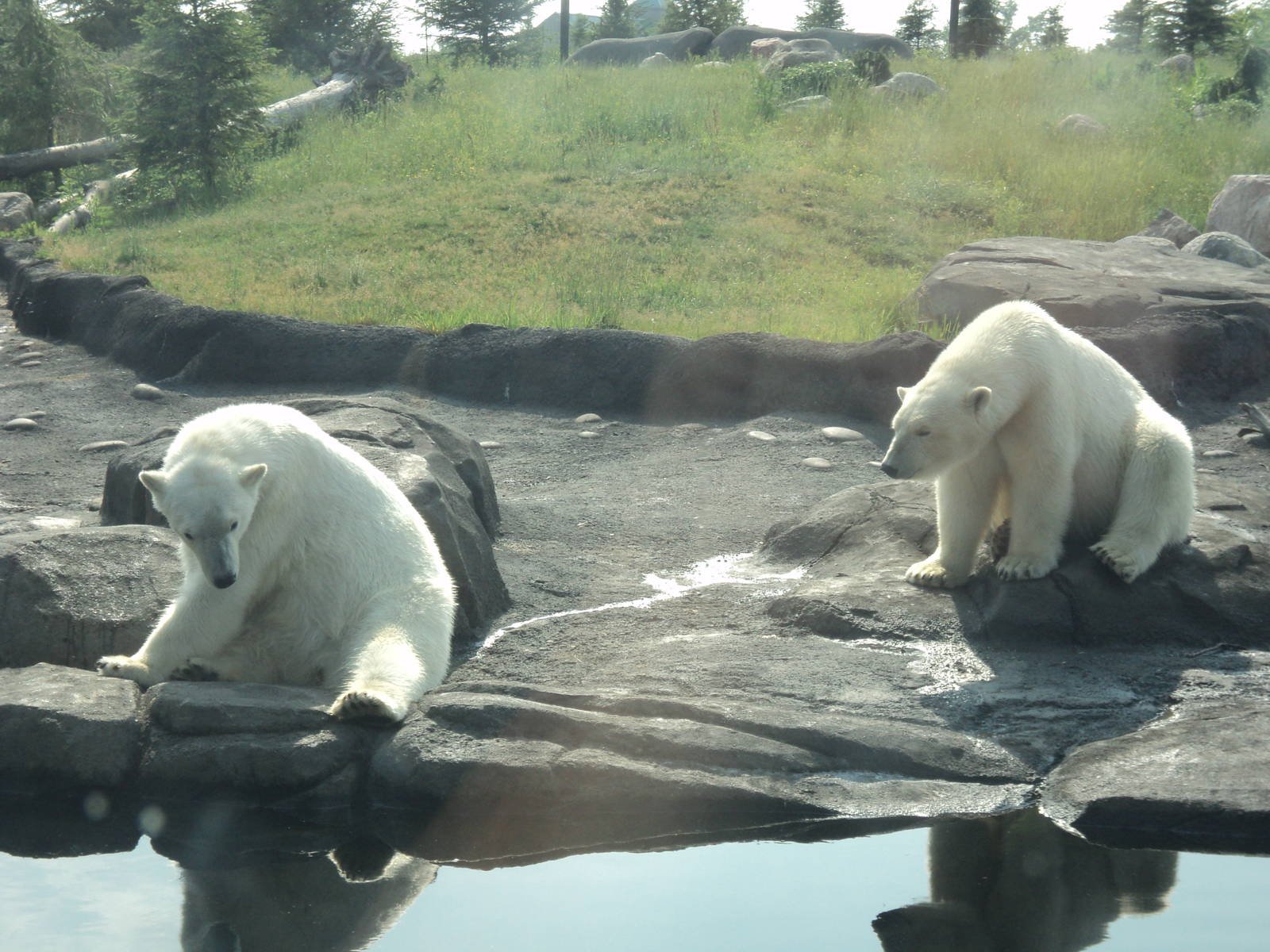 Polar Bears
