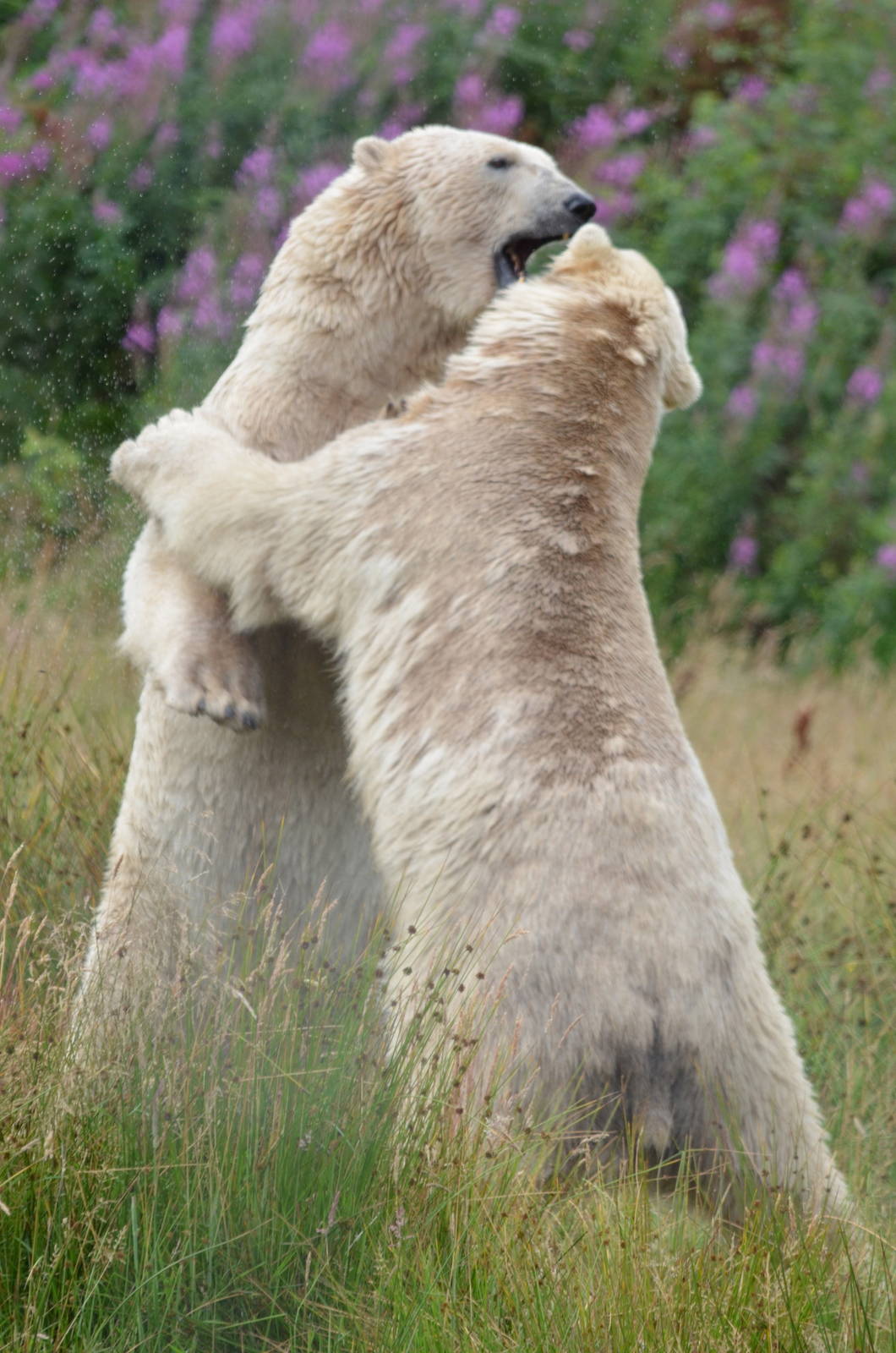 Polar Bears