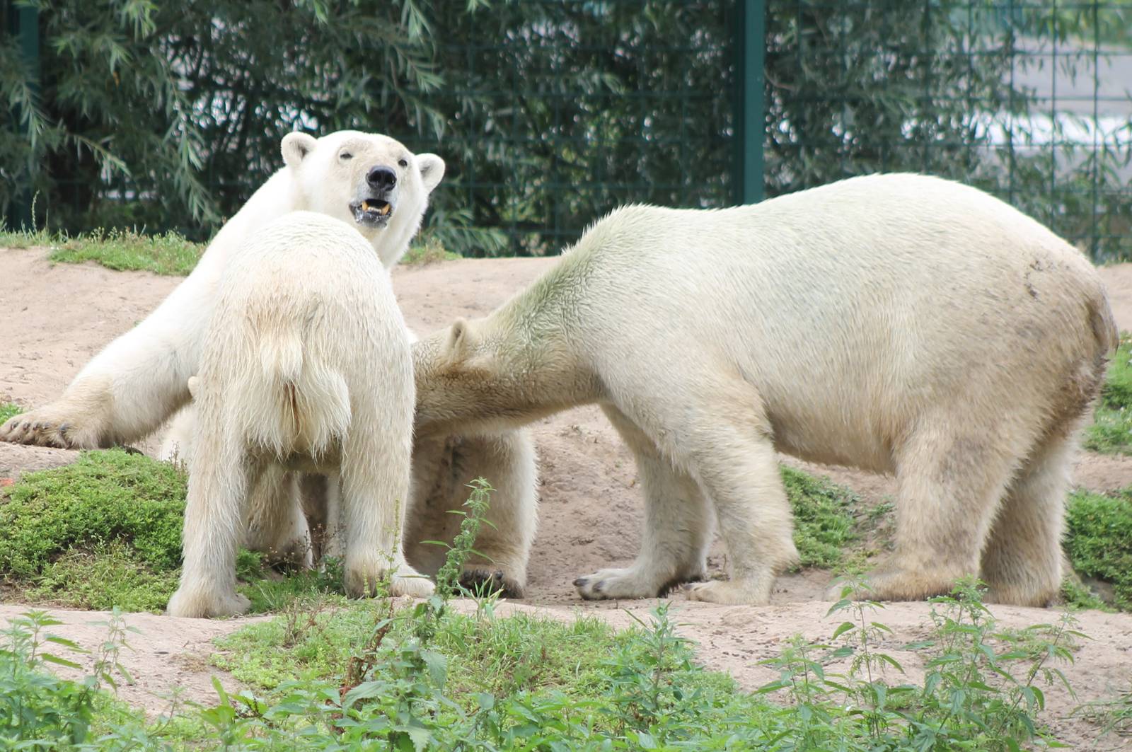 Polar bears