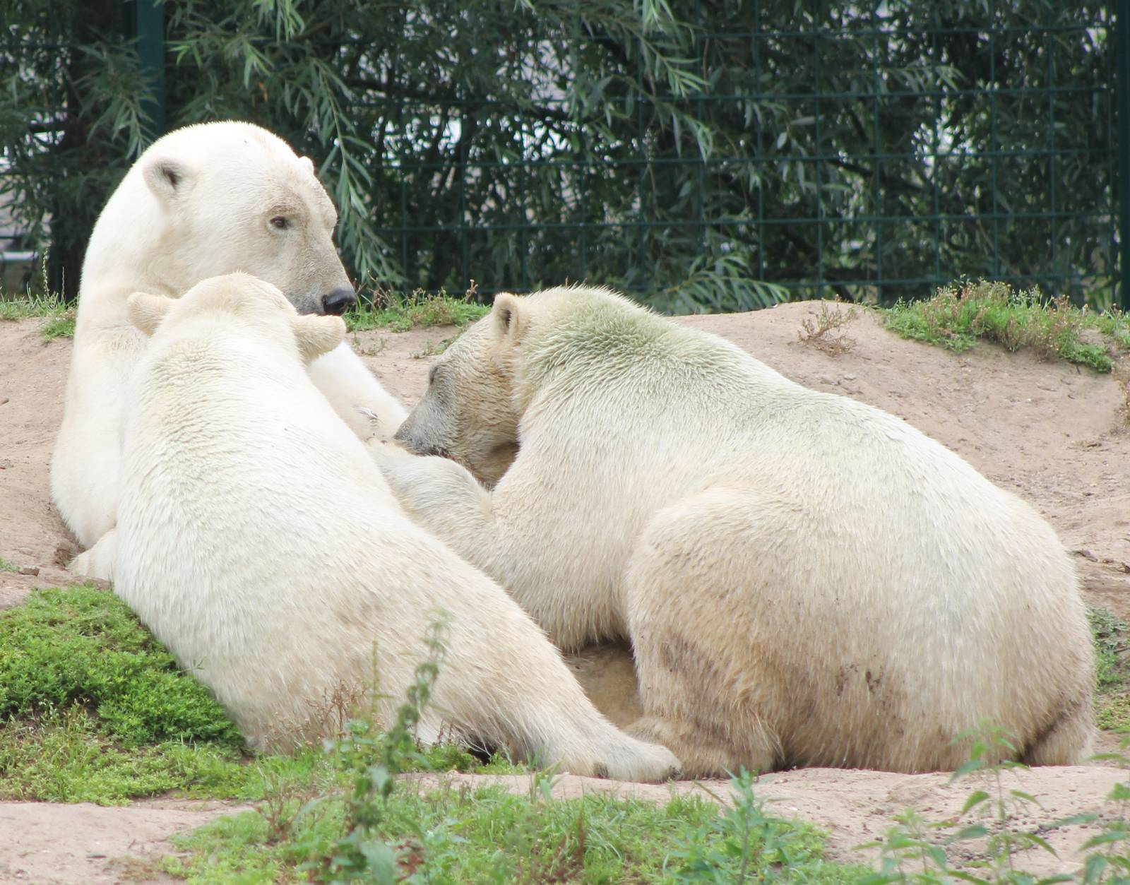 Polar bears
