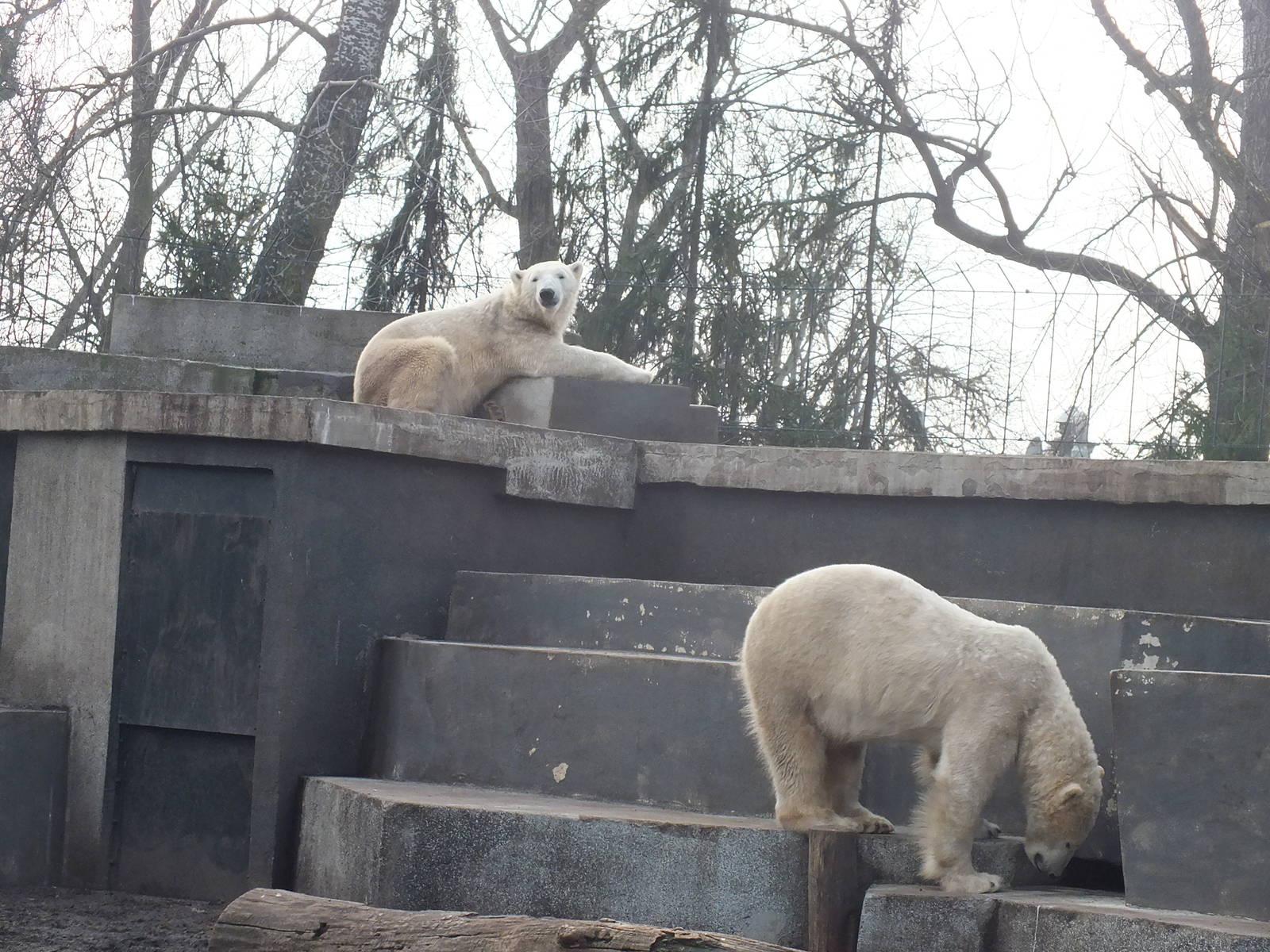 Polar Bears