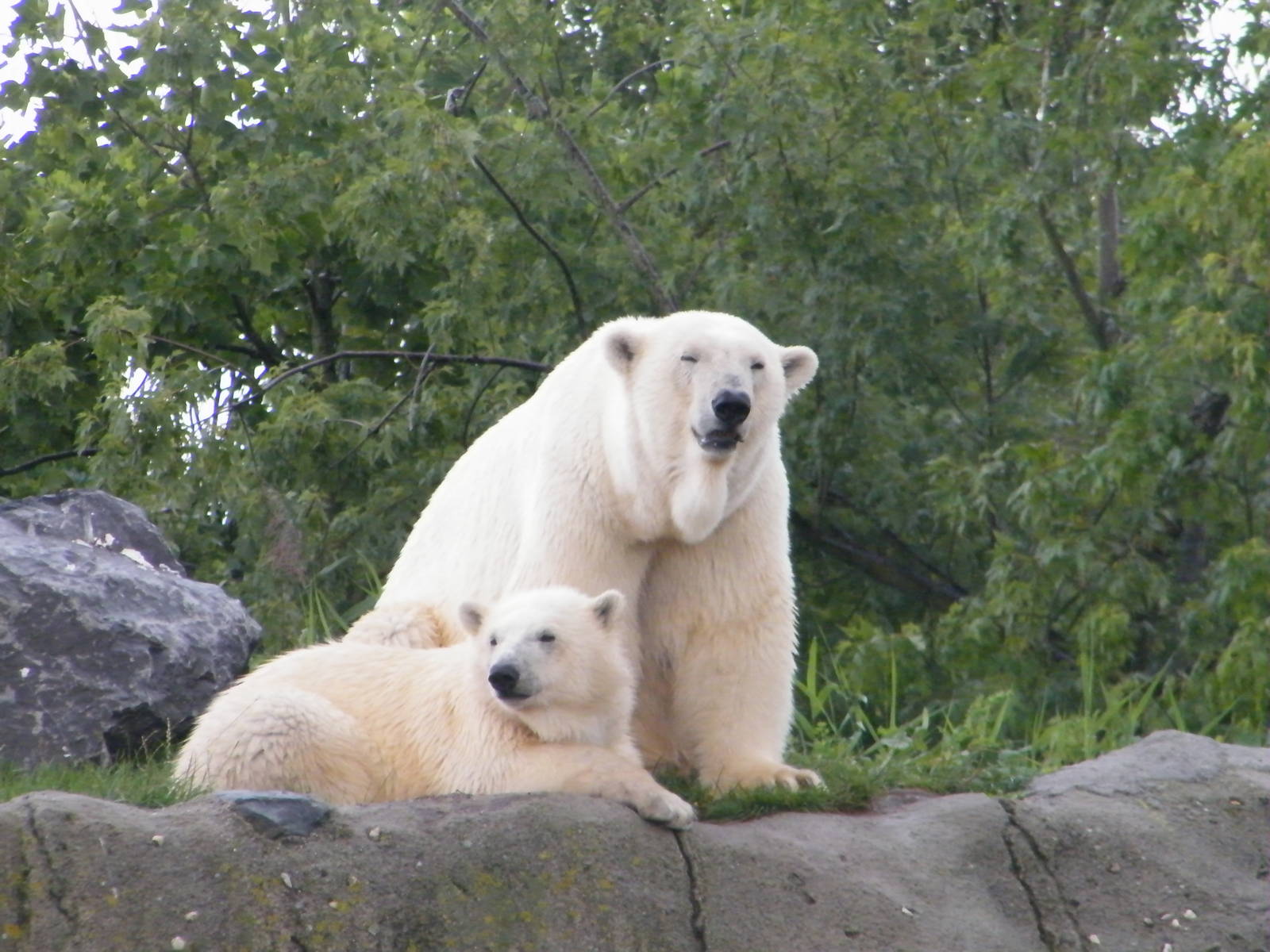 Polar bears