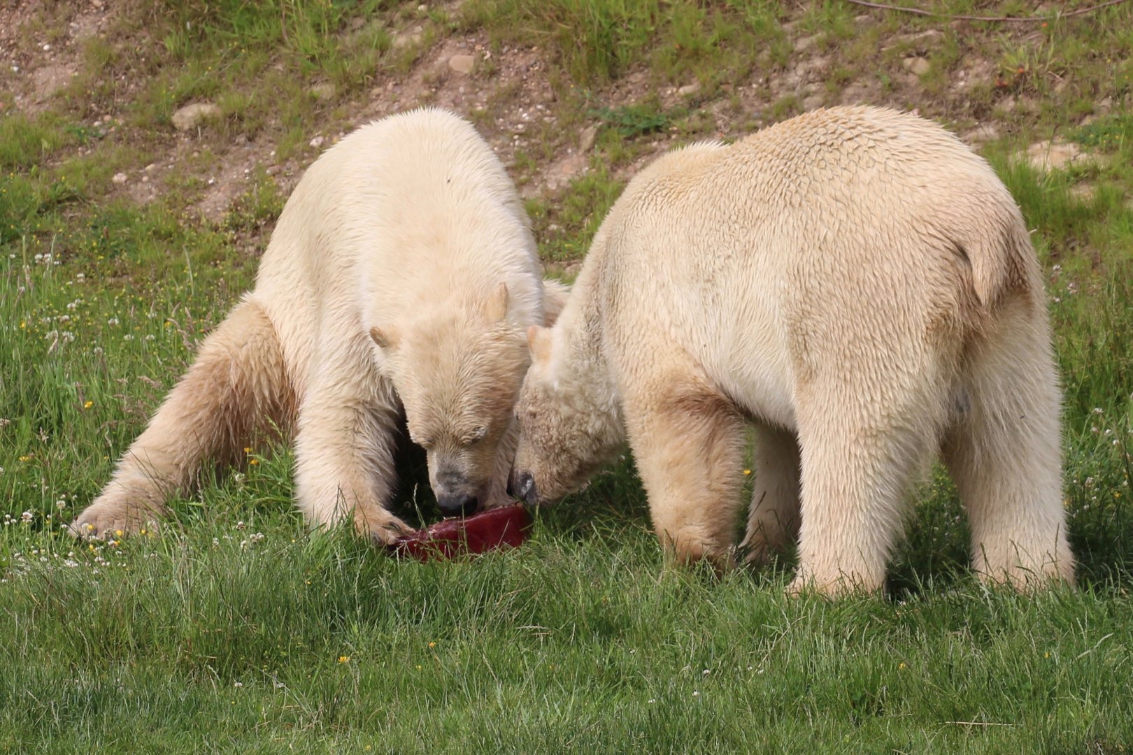 Polar Bears