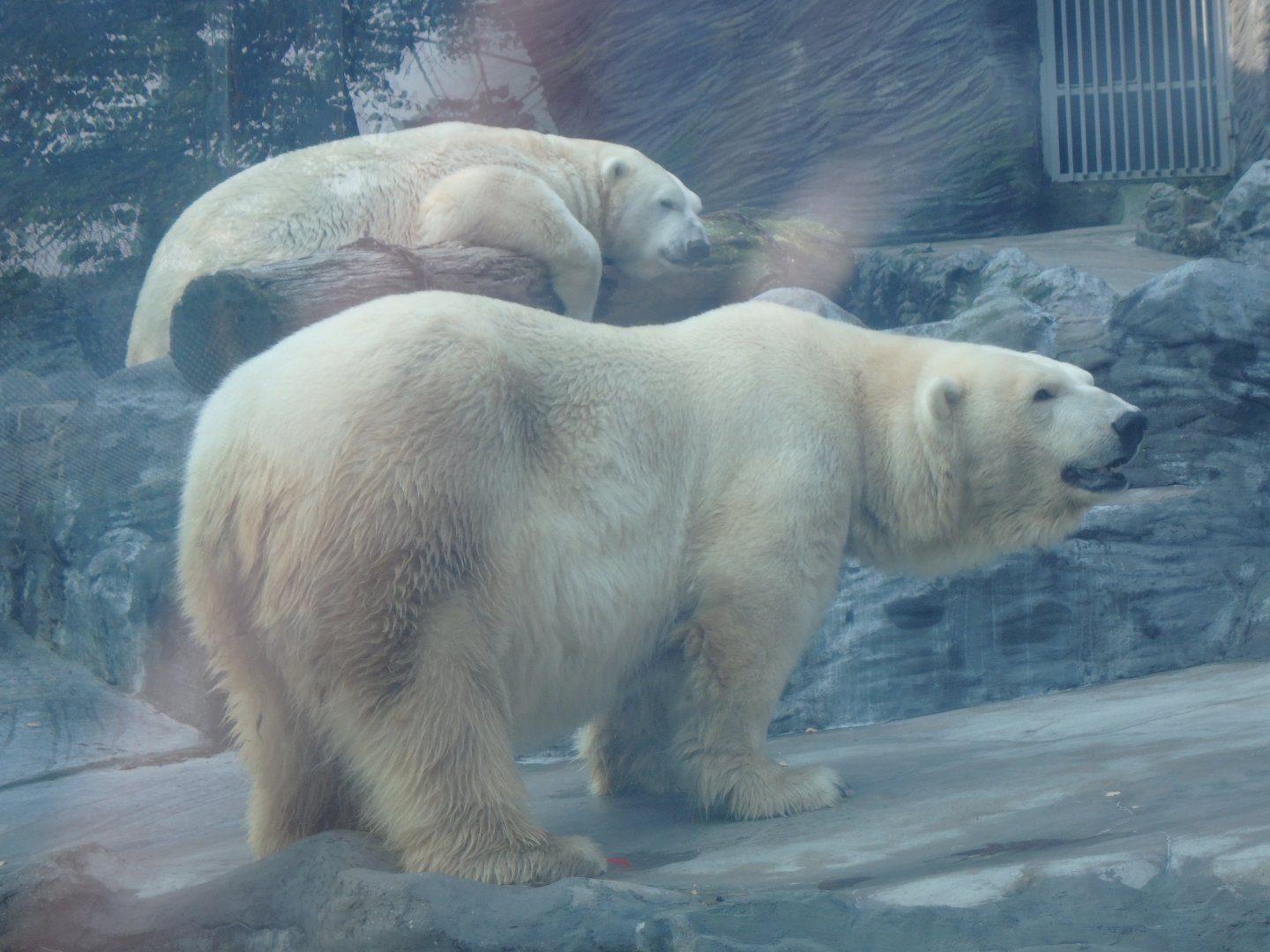 Polar bears