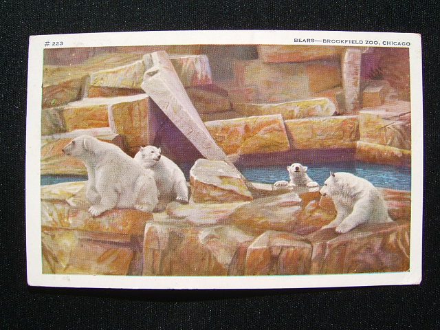 Polar Bears