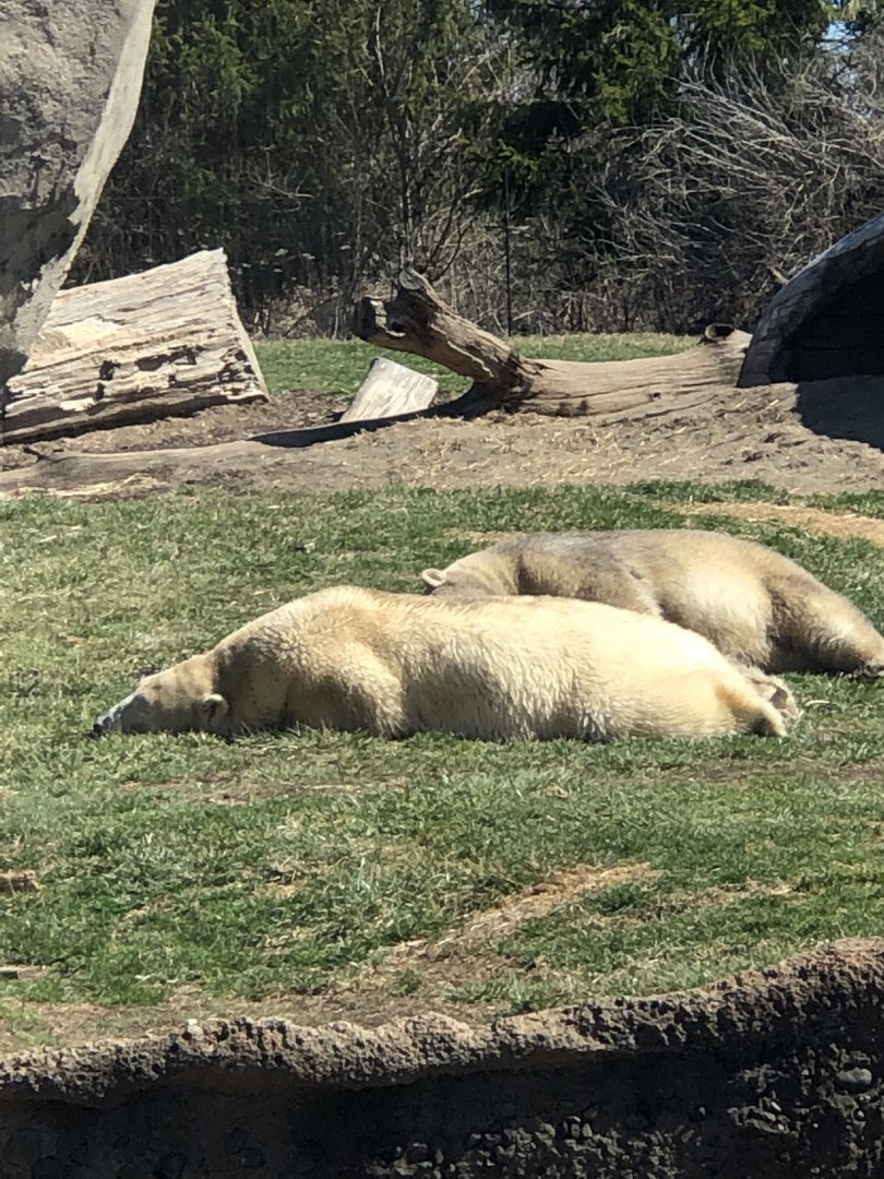 Polar Bears