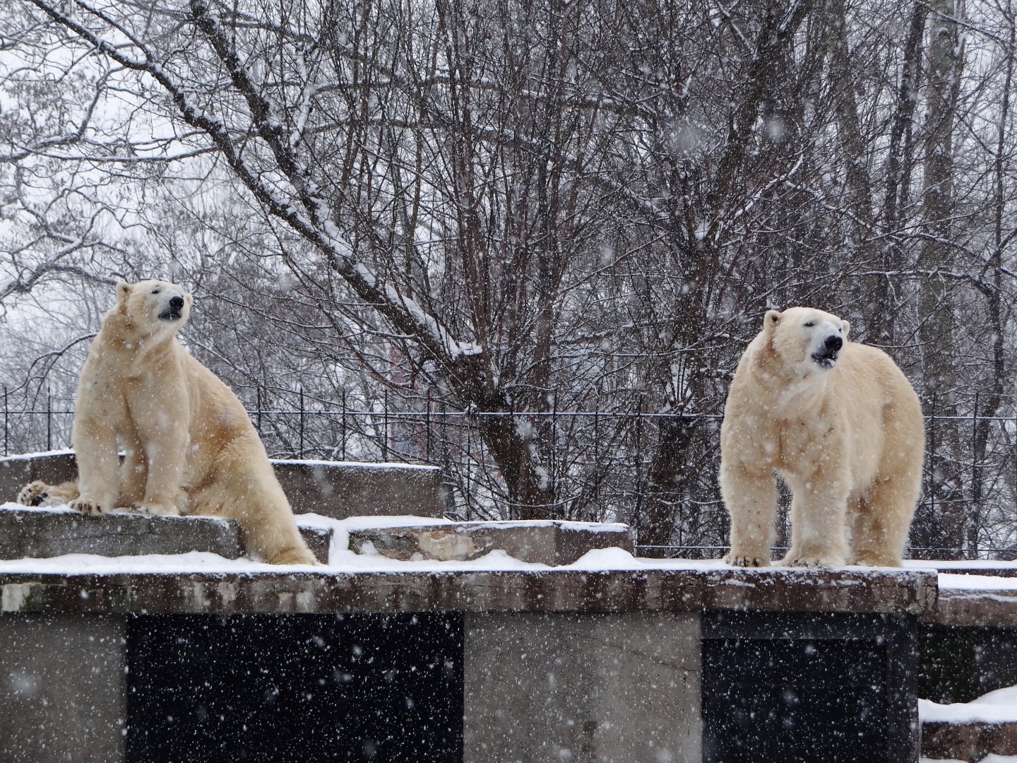 Polar Bears