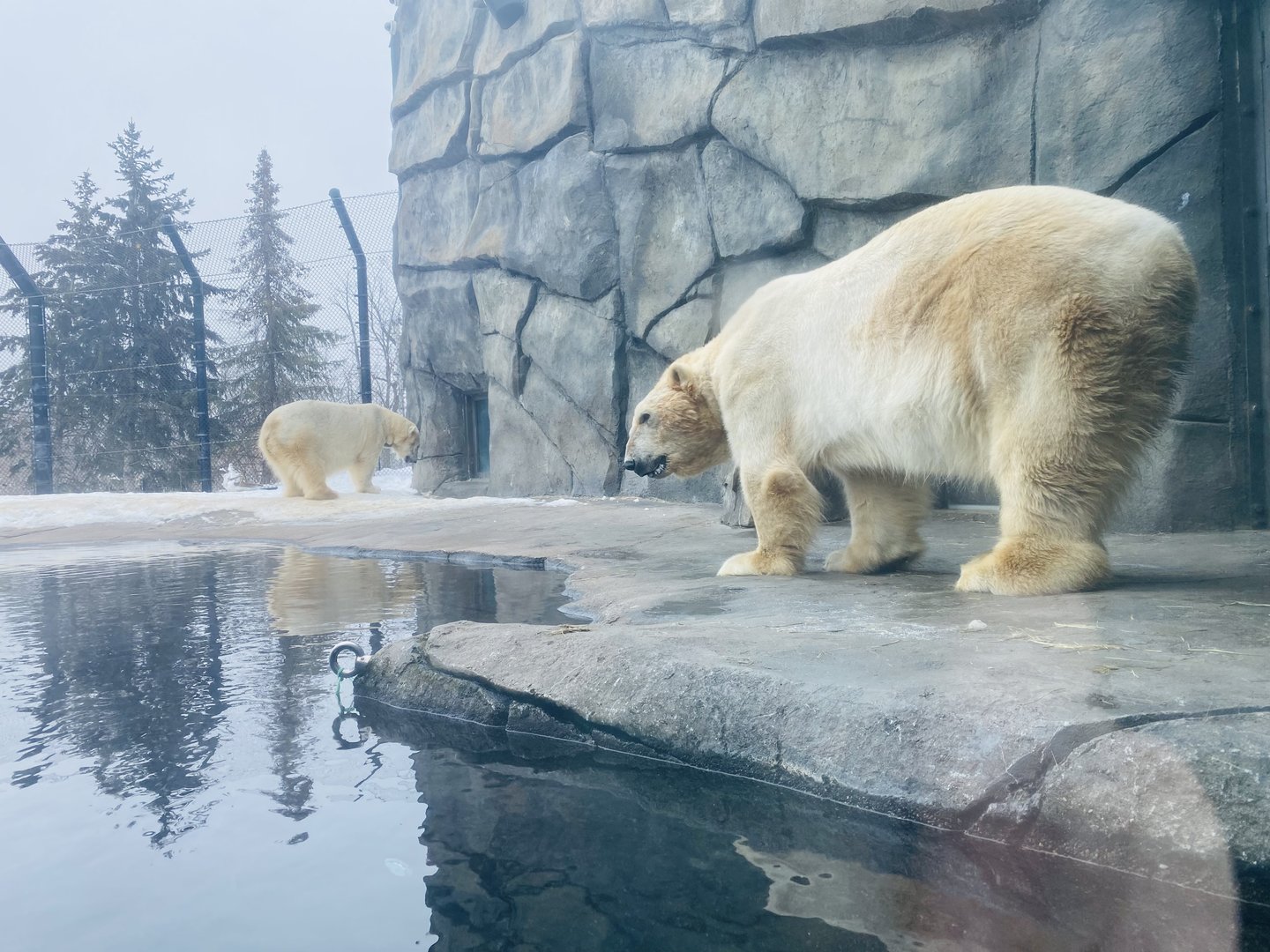 Polar Bears