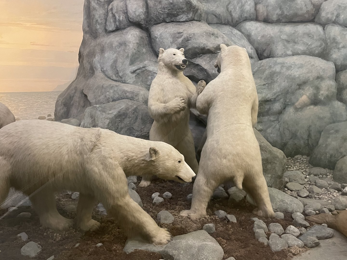 Polar Bears