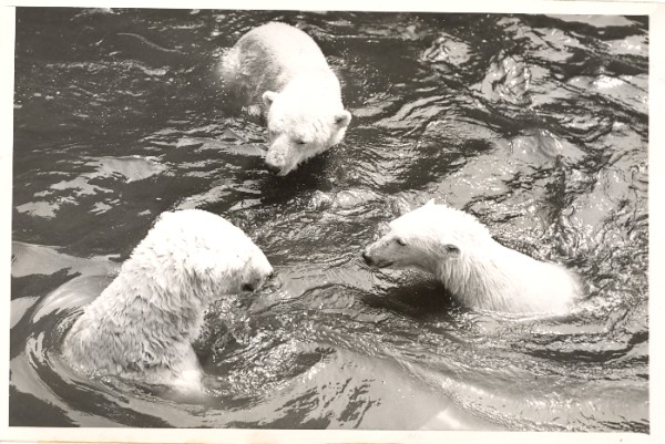 Polar Bears