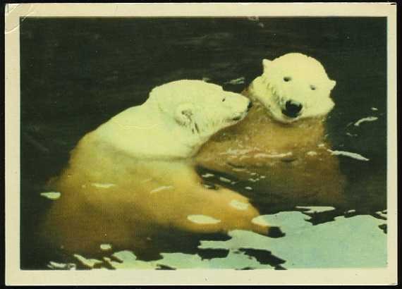 Polar Bears