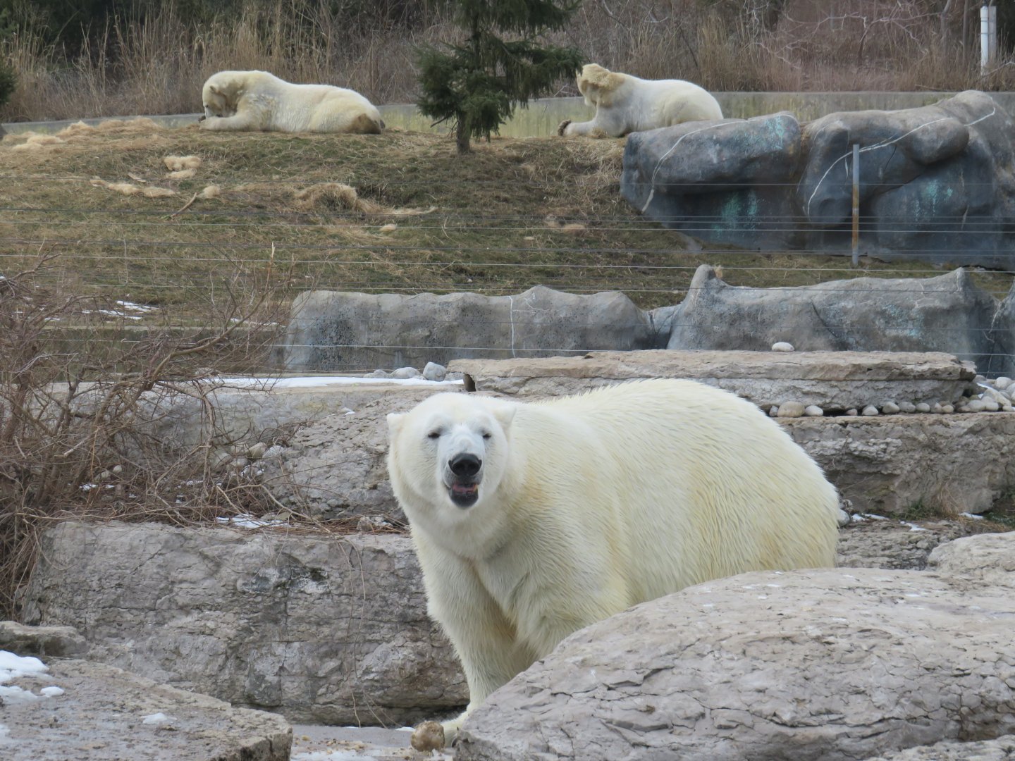 Polar bears