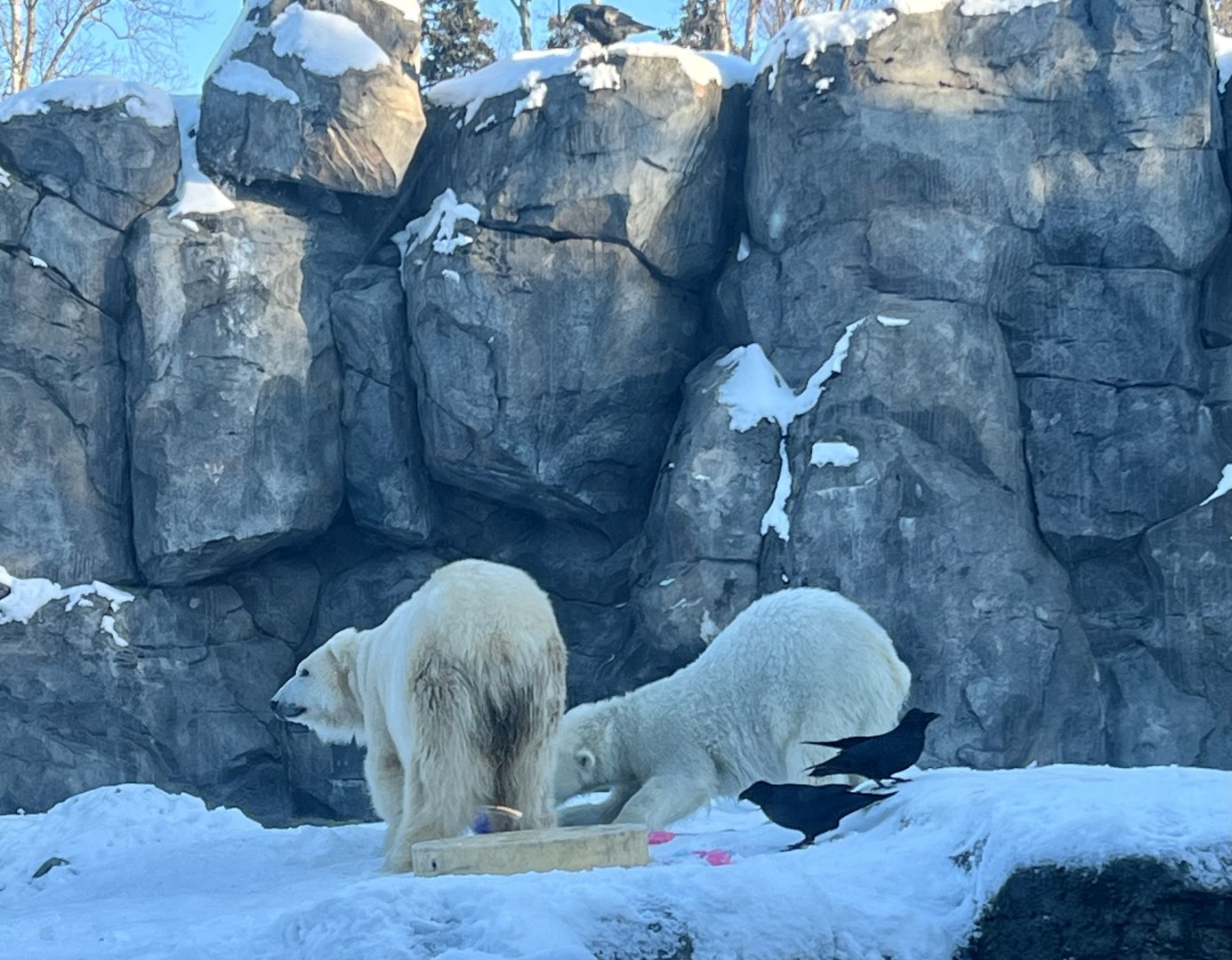 Polar Bears