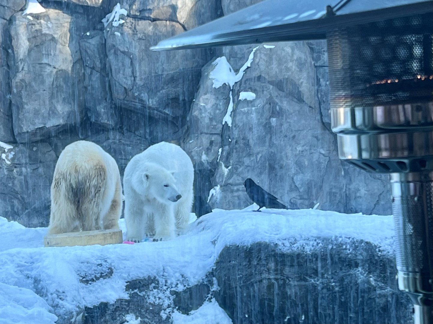 Polar Bears