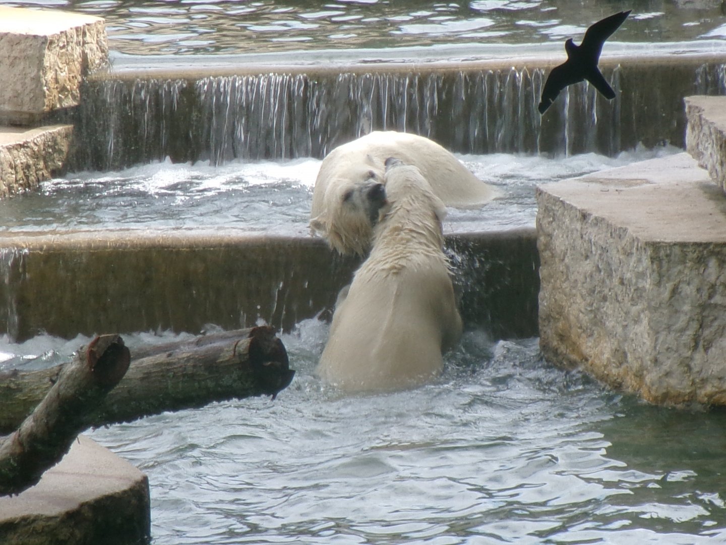 Polar bears