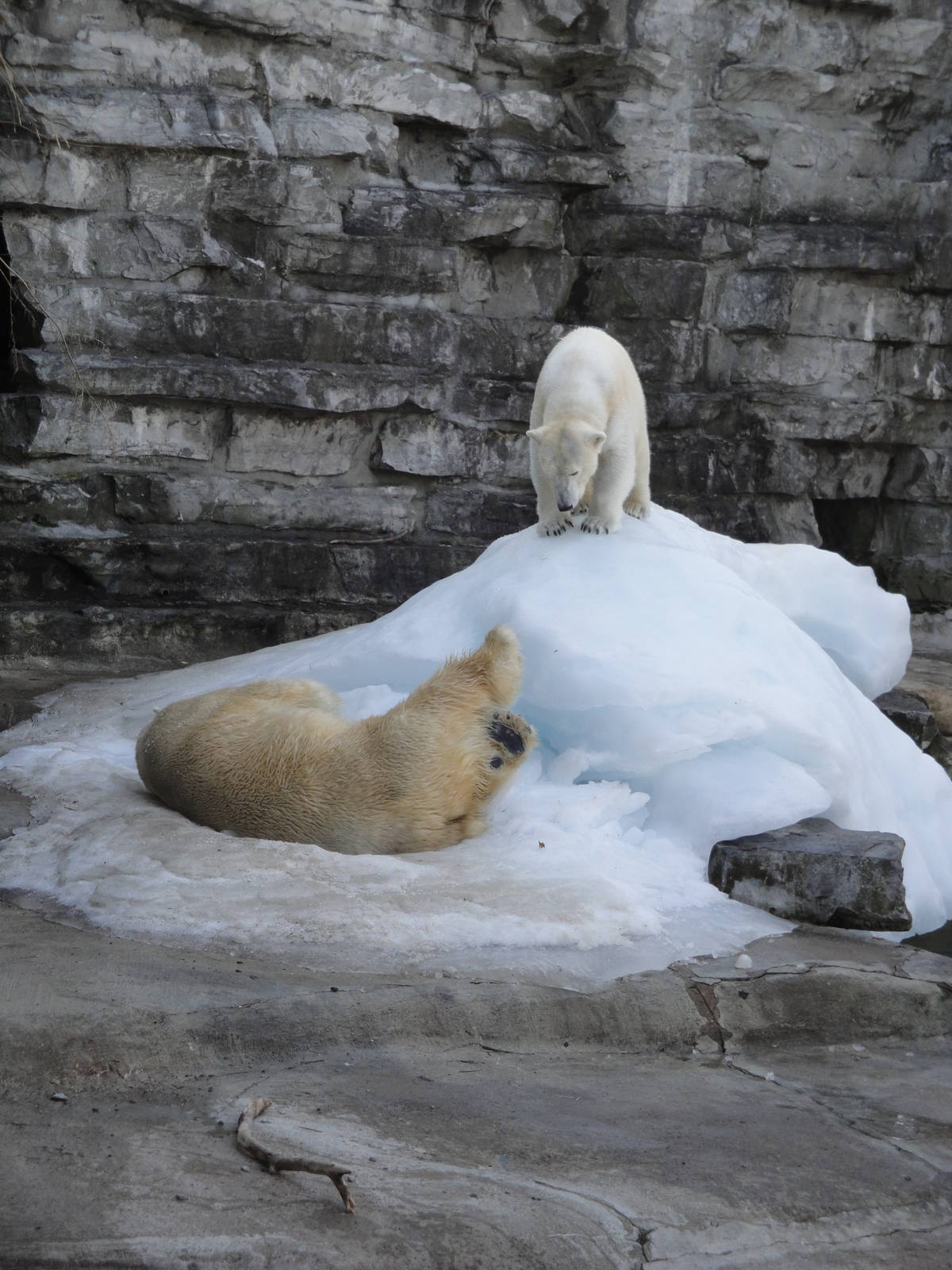 Polar Bears
