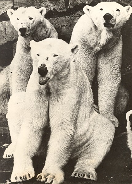 Polar Bears