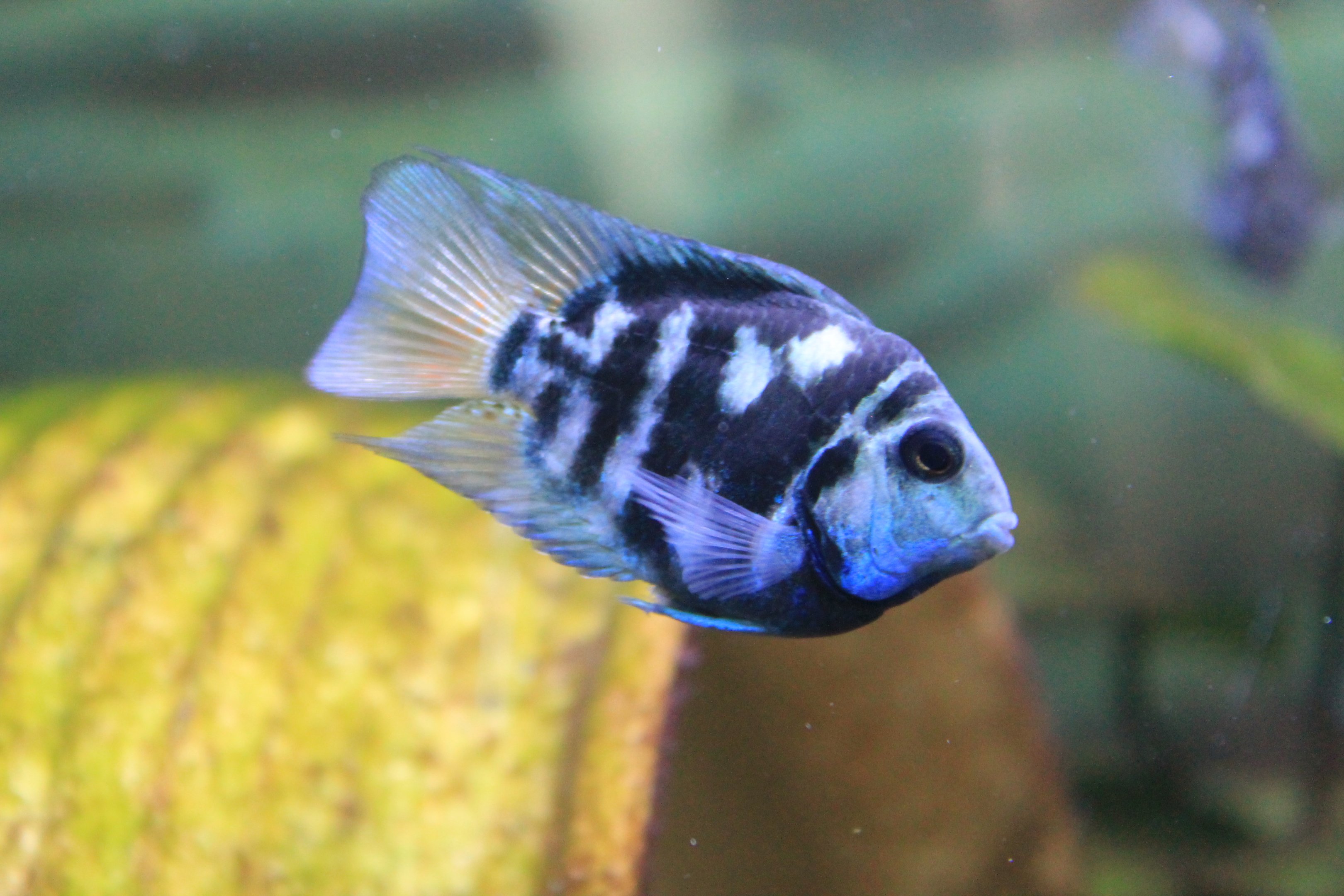 Polar Blue Parrot Cichlid