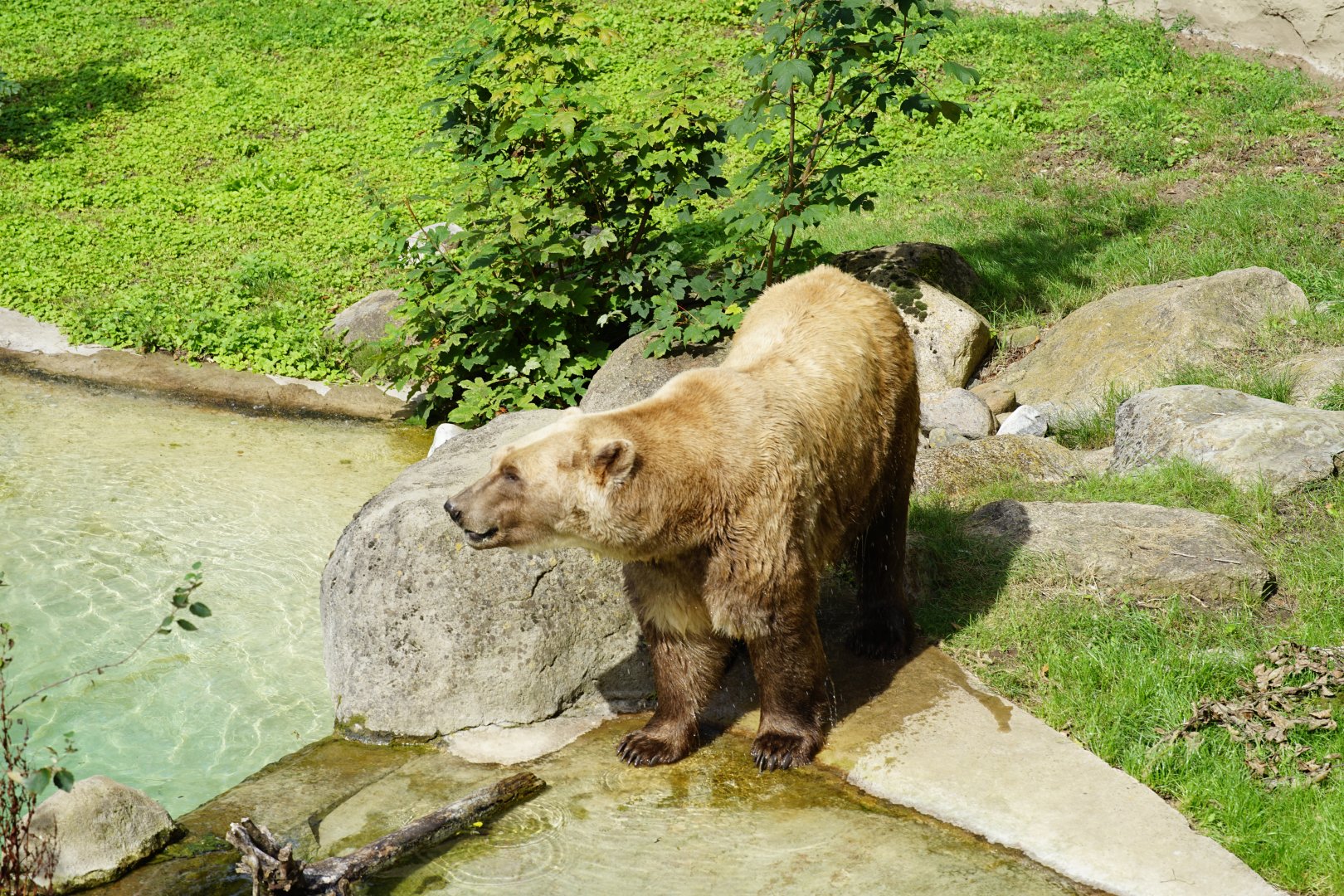 Polar - Brown Bear hybrid