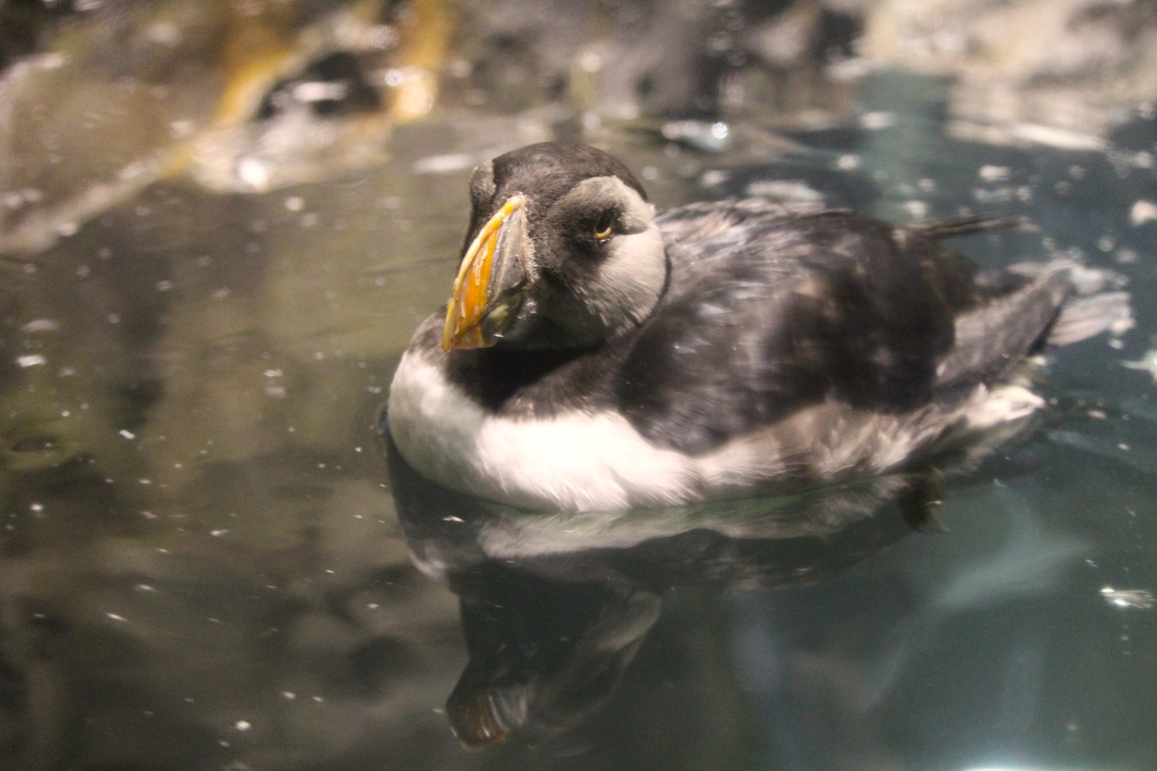 Polar Circle - Atlantic Puffin