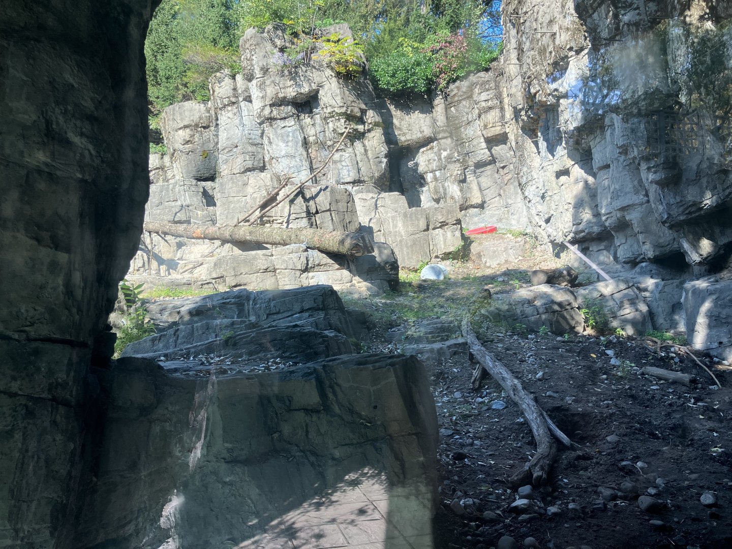 Polar Circle - Grizzly Bear Exhibit