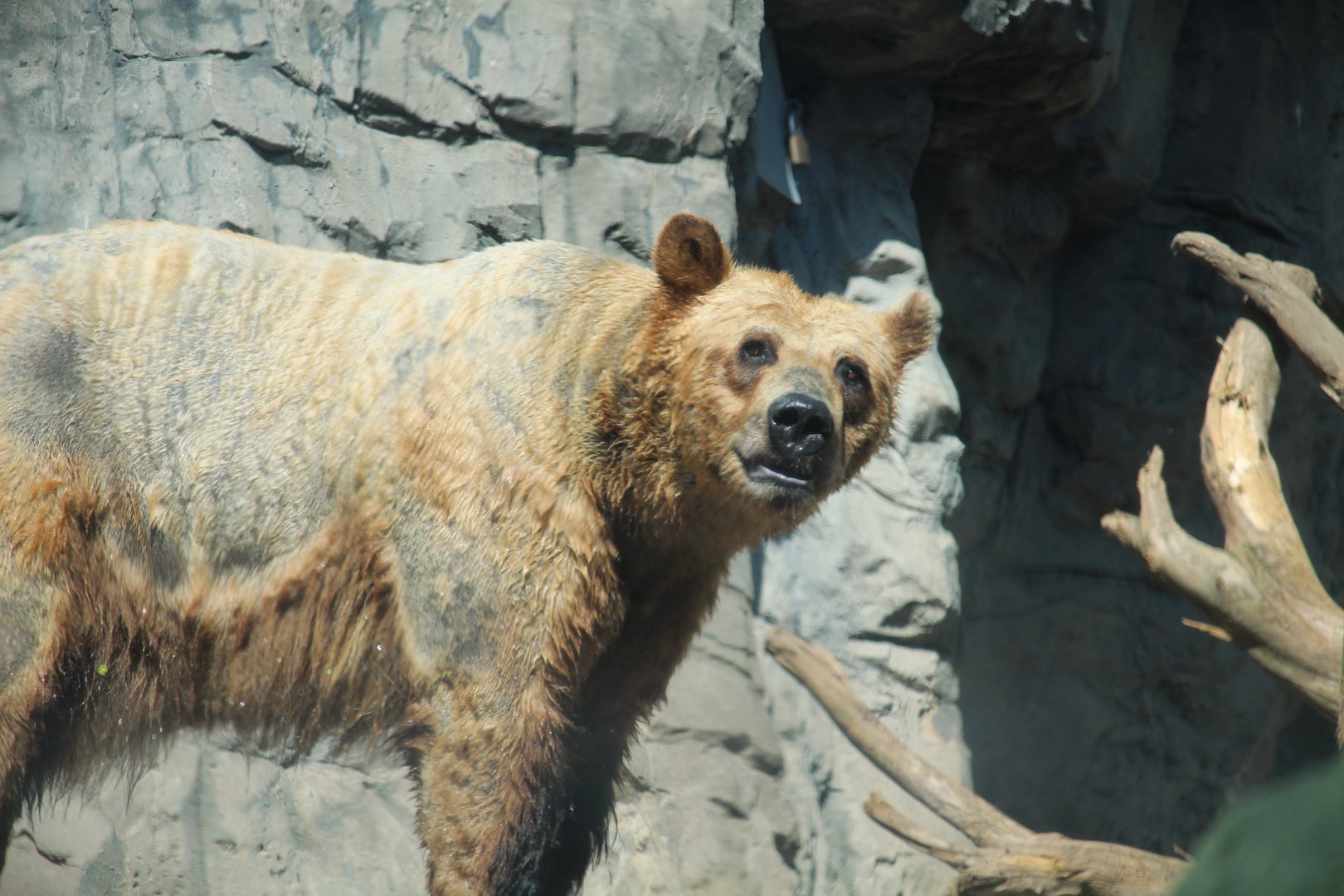 Polar Circle - Grizzly Bear