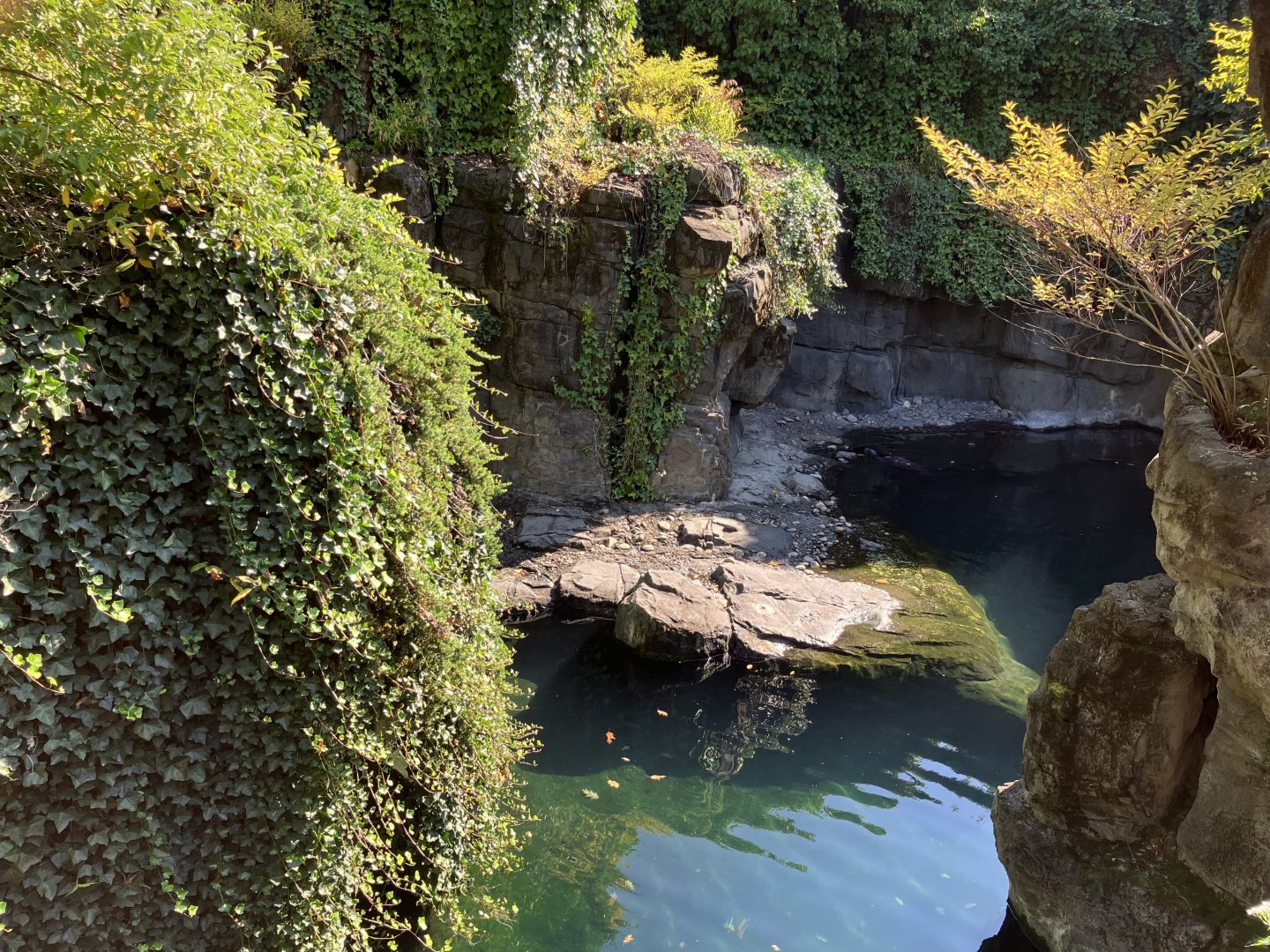 Polar Circle - Harbor Seal Exhibit