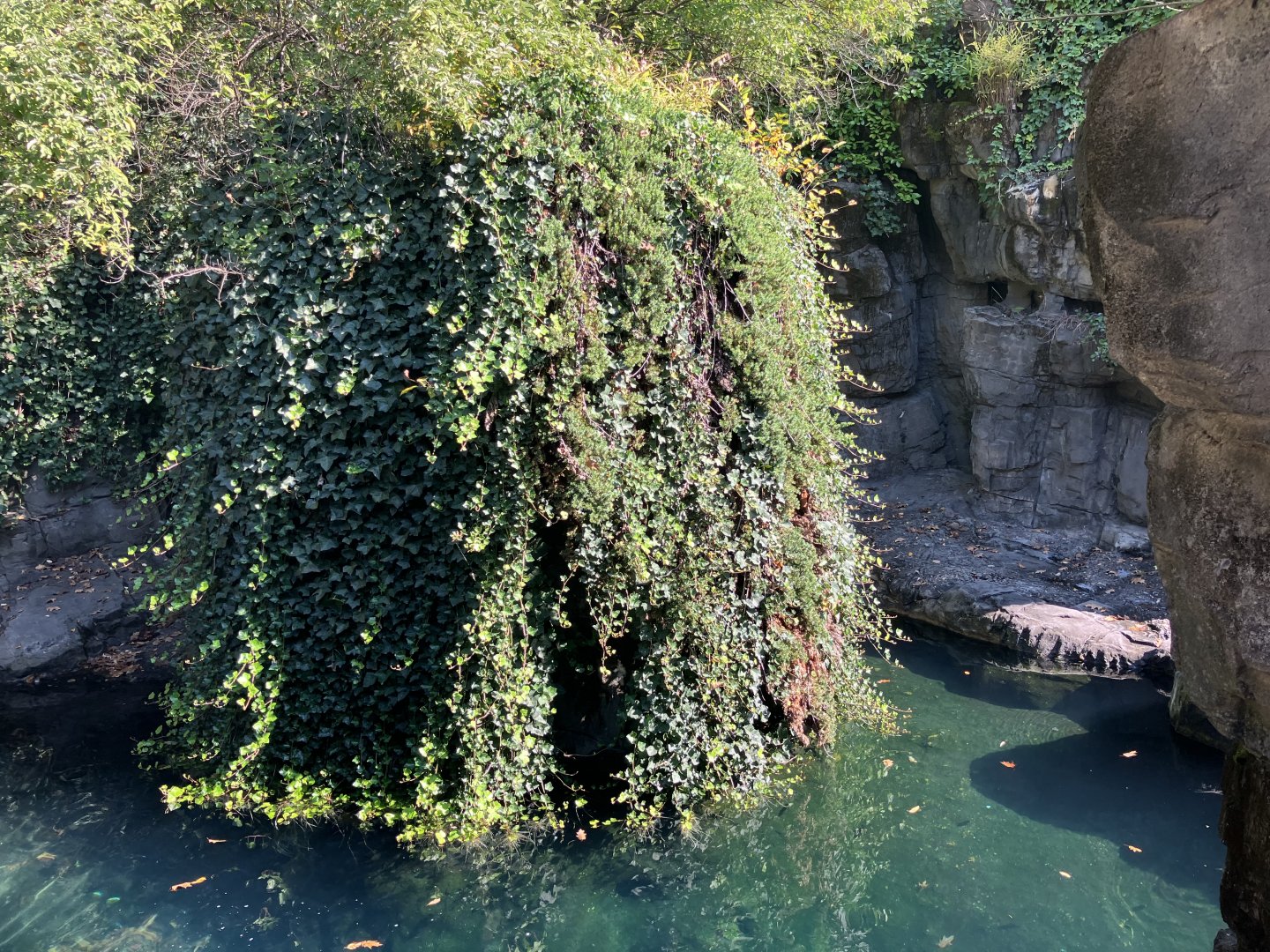 Polar Circle - Harbor Seal Exhibit