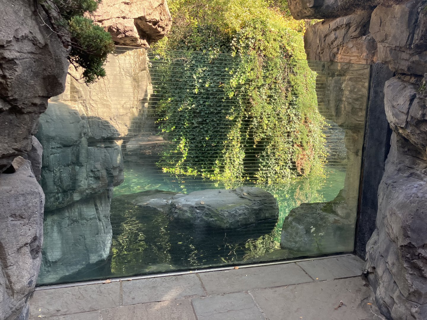 Polar Circle - Harbor Seal Exhibit