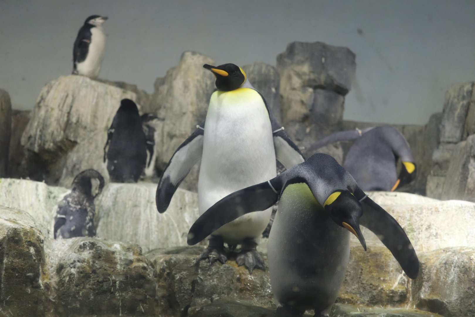 Polar Circle - King Penguin